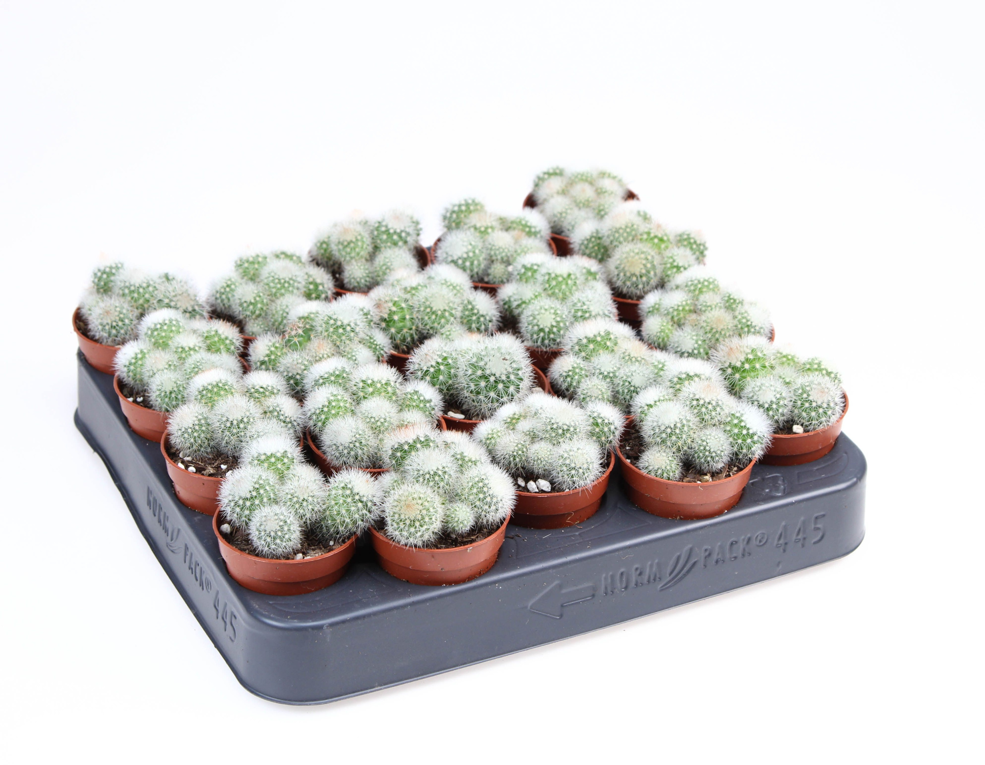 Mammillaria spinosissima albata, D 5,5