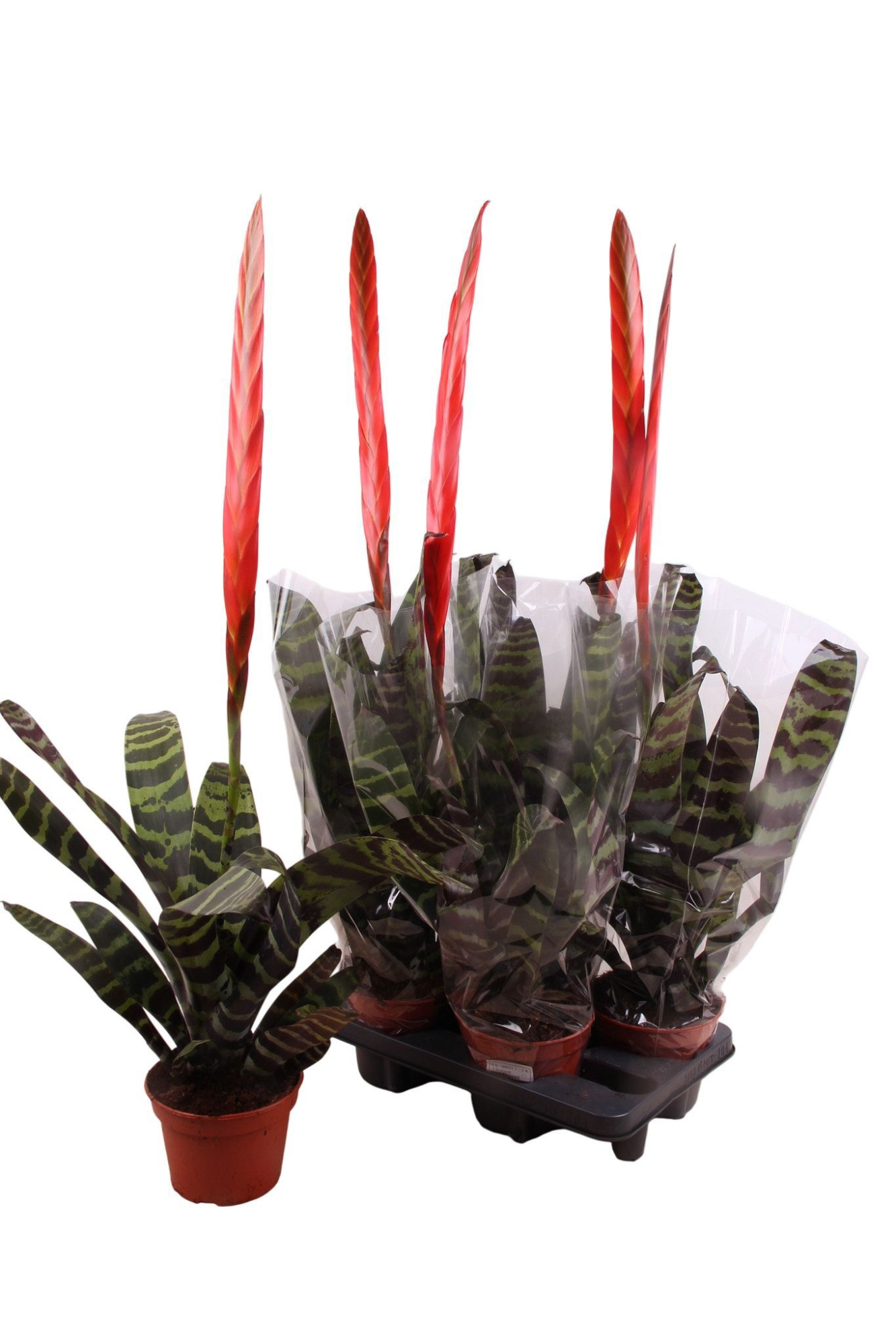 Vriesea Era, D 15