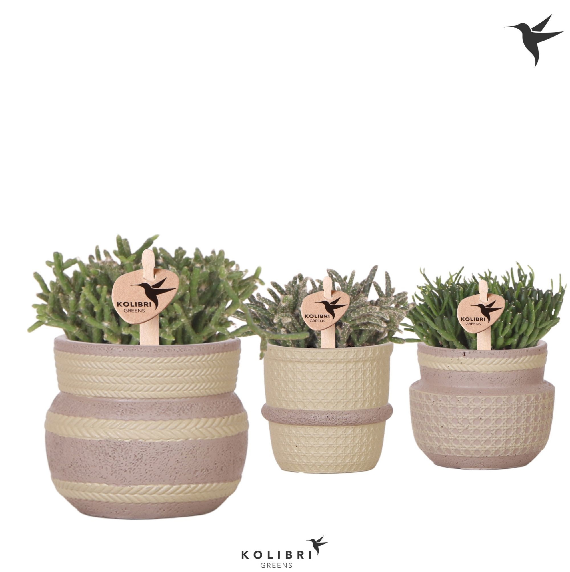 Kolibri Greens Rhipsalis mix in Ethnic pot khaki mix, D 6
