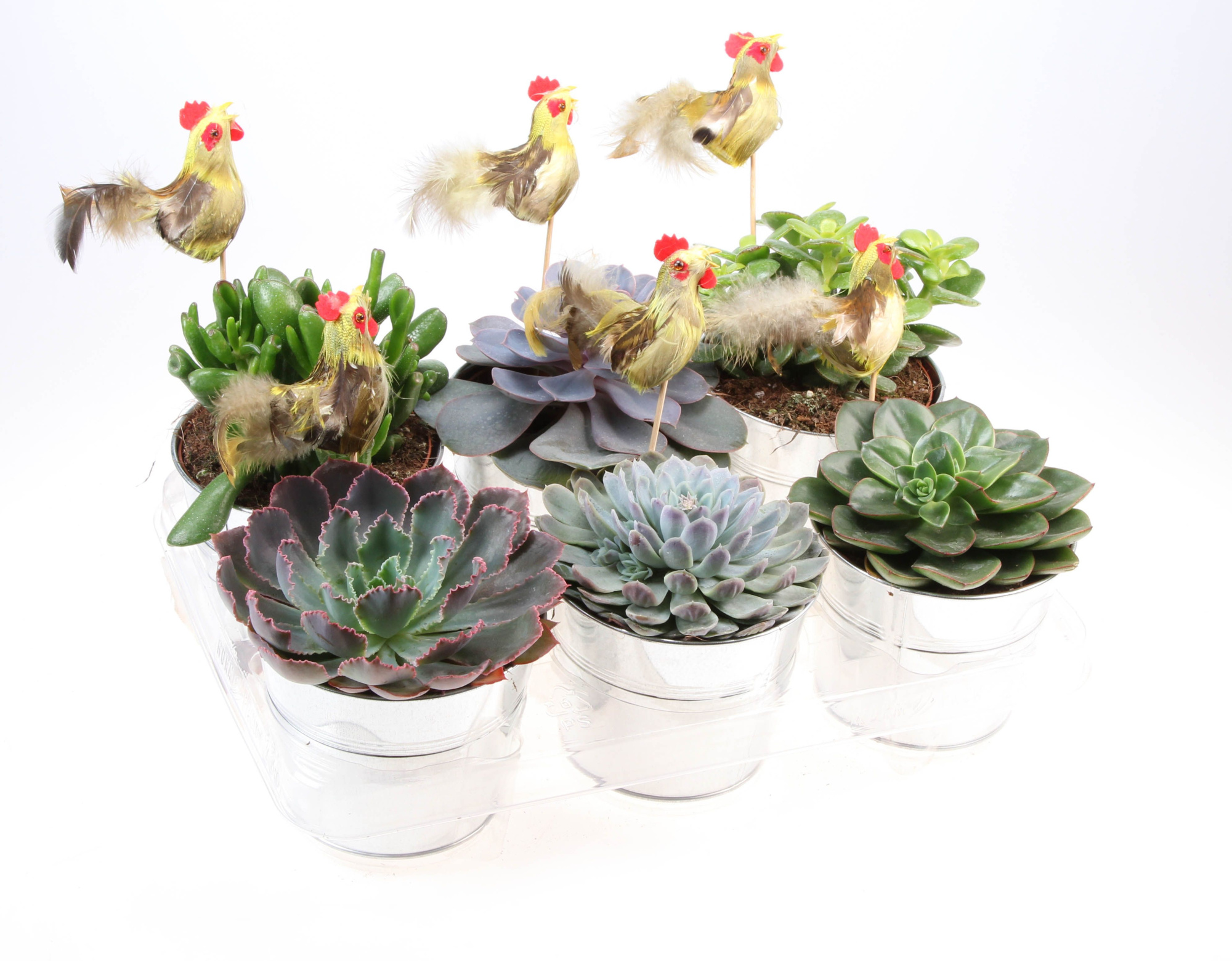 Zink succulent + haan, D 15