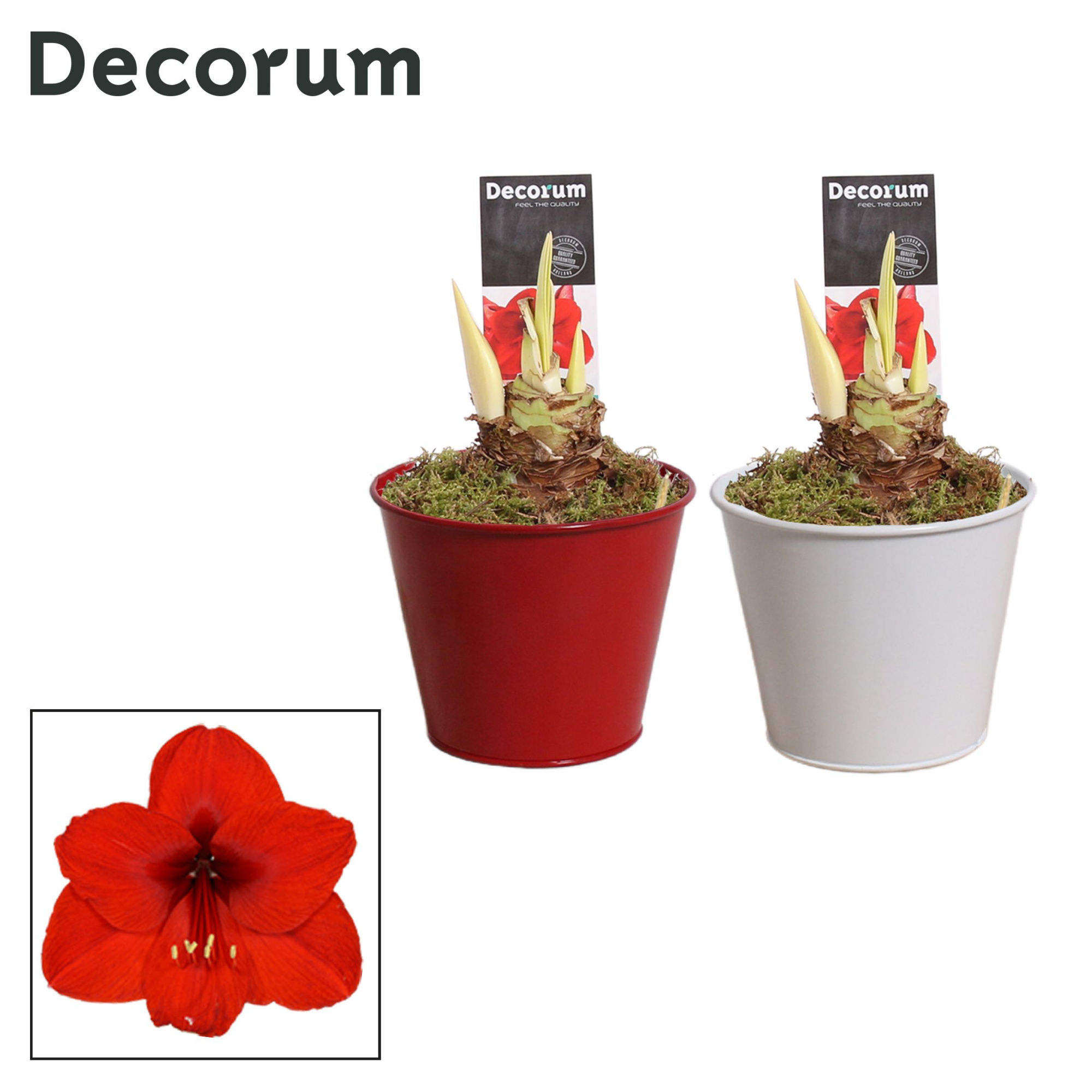 Amaryllis Rood 2 Knop in Ompot Zara LOVE (Decorum), D 12