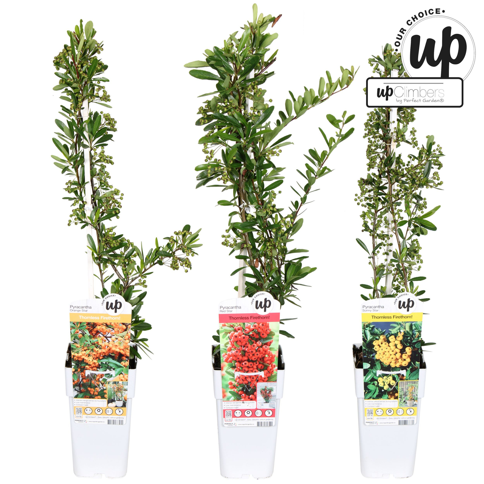 Pyracantha Our Choice mix laag P15, D 15