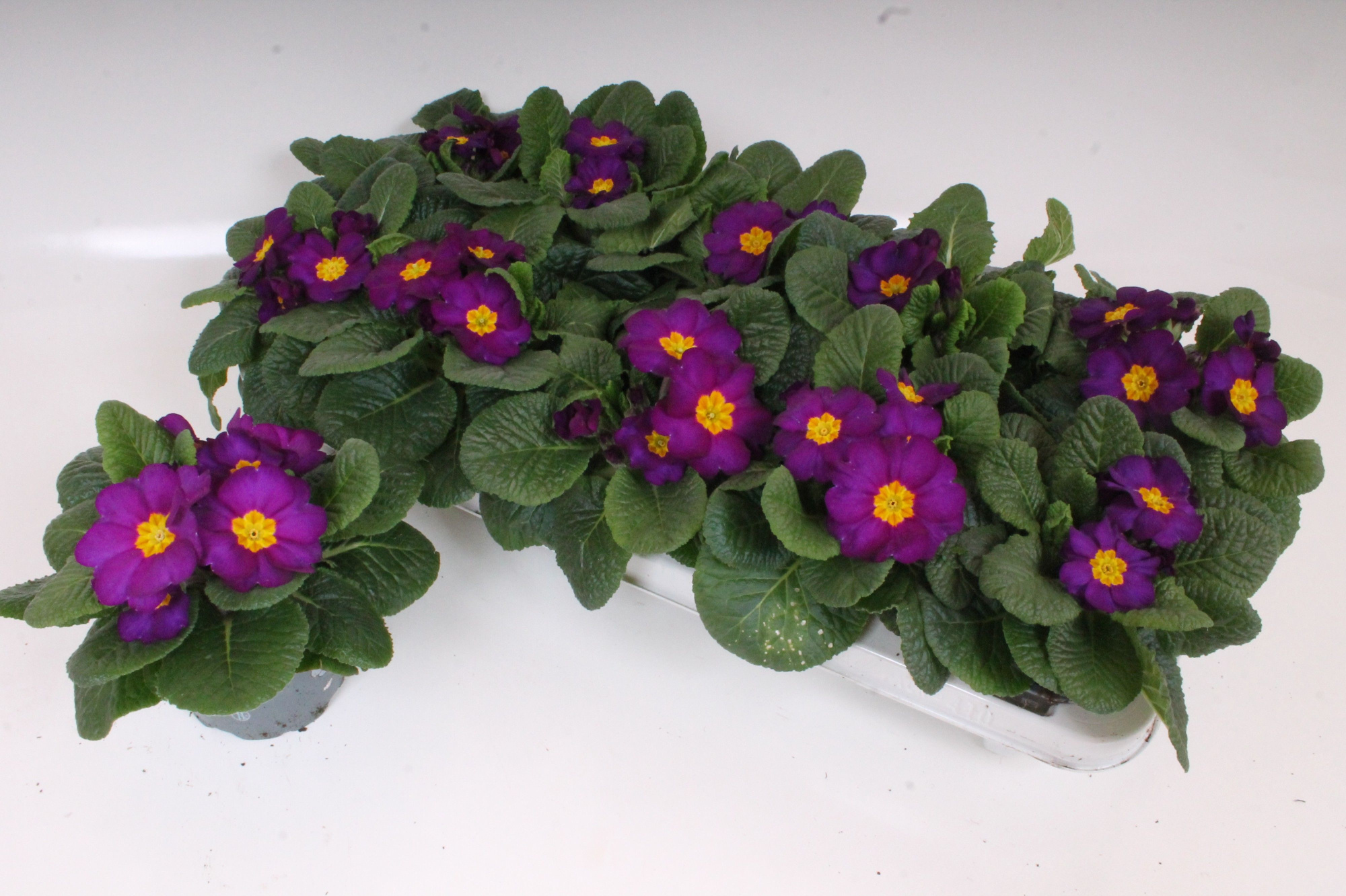 Primula Acaulis P10.5 - Purple, D 10,5