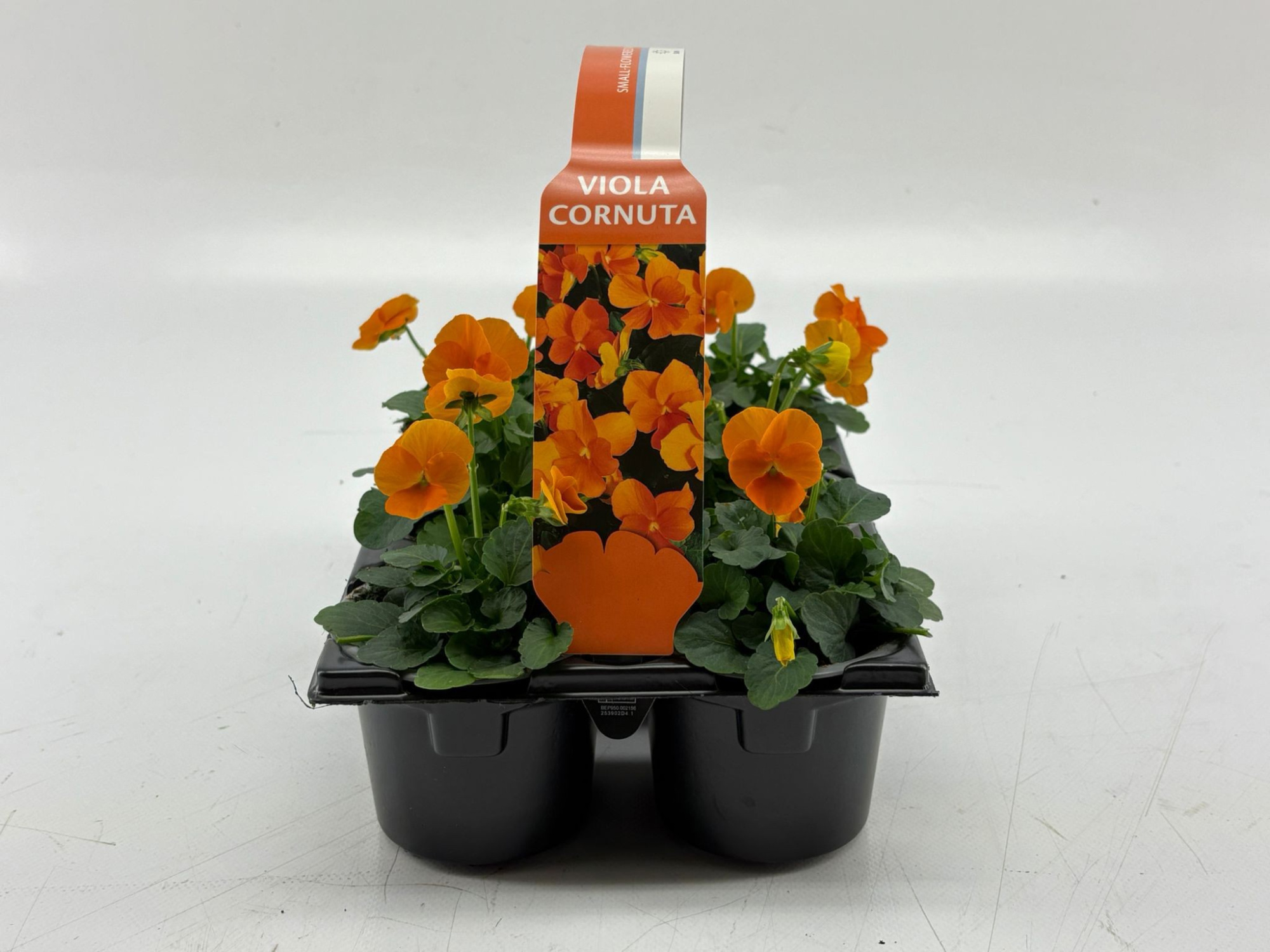 Sixpack Viola Cornuta Orange, D 9