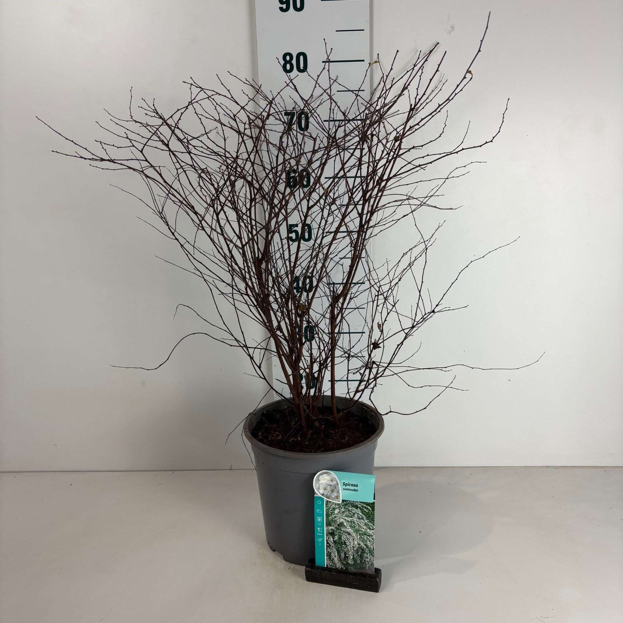 Spiraea vanhouttei, D 24