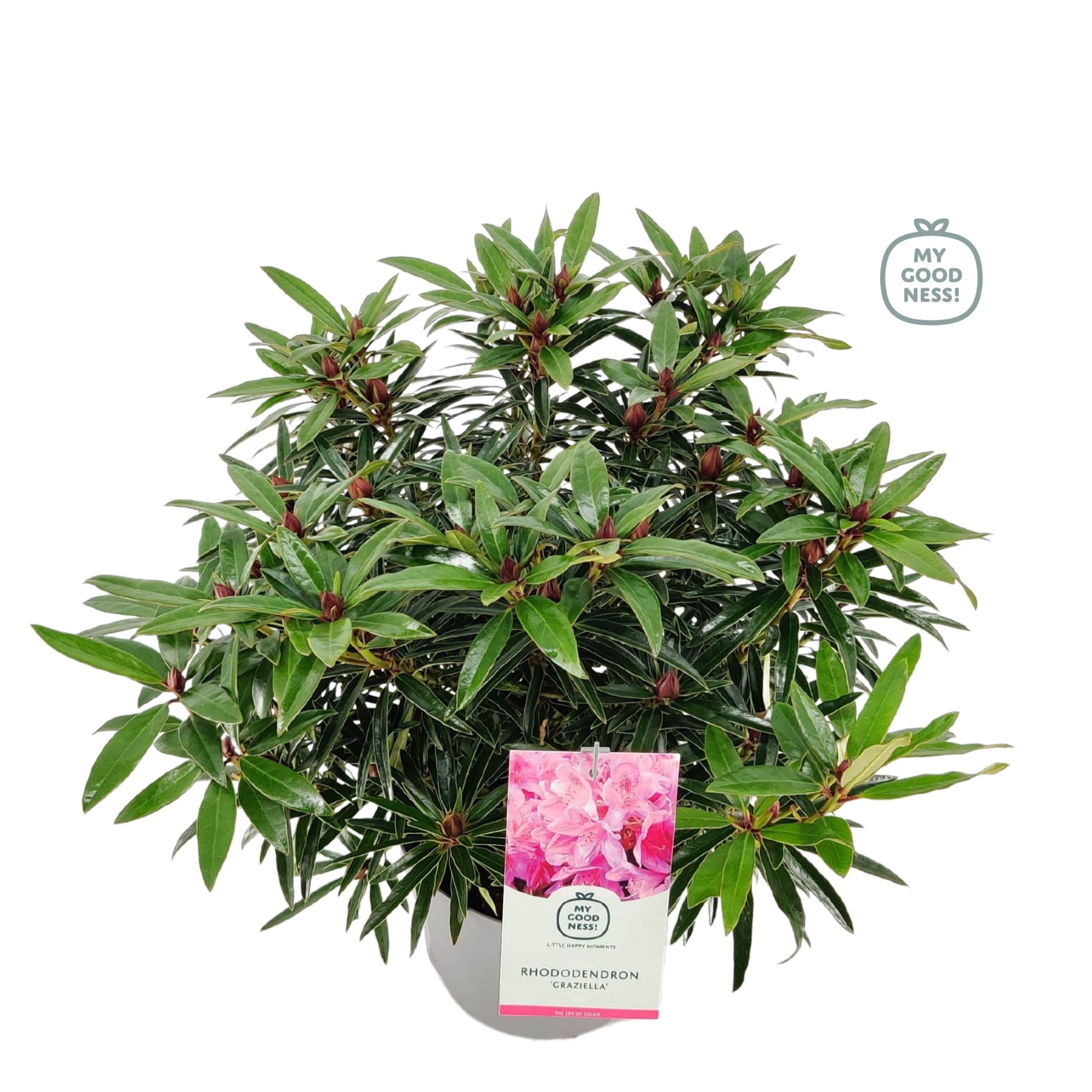 Rhododendron 40-50 /5 liter 'Graziella', D 23