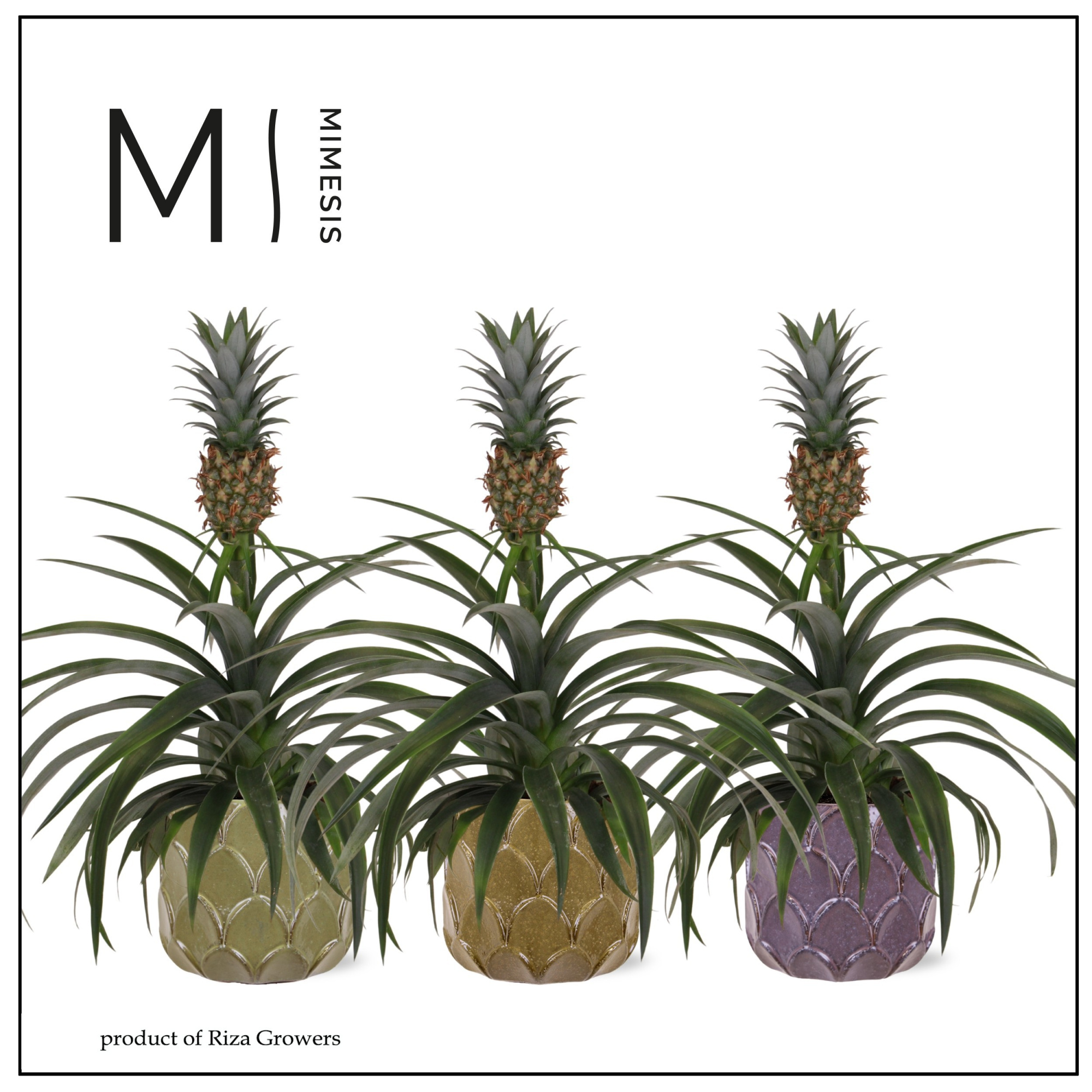 Ananas Mi Amigo - 12cm in Rica | Mimesis, D 12