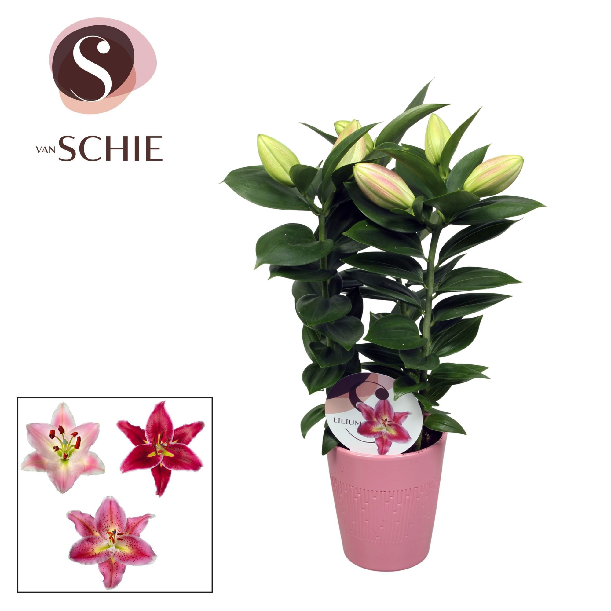 Oriental Pink 13cm keramiek LINO, D 13