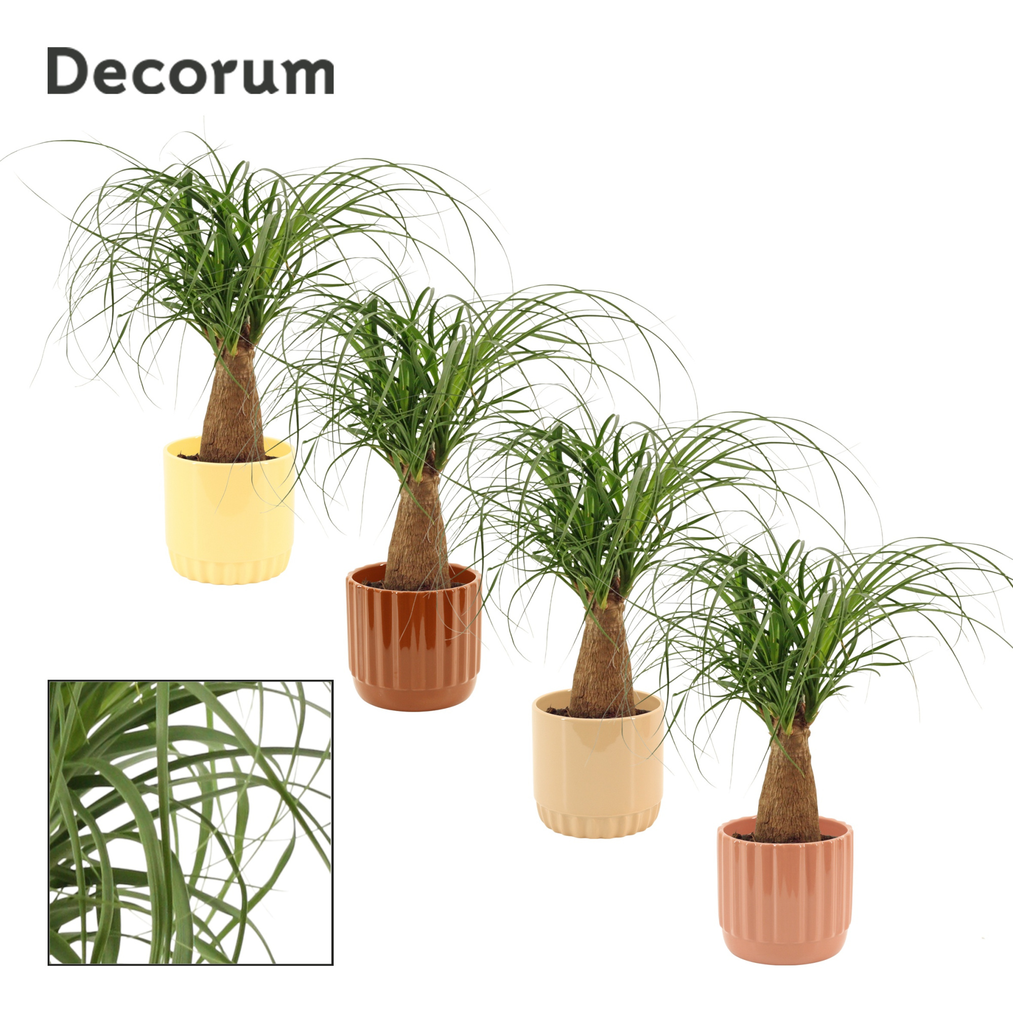 Beaucarnea Recht 12 cm in Liam (Coffee blend-collection), D 12