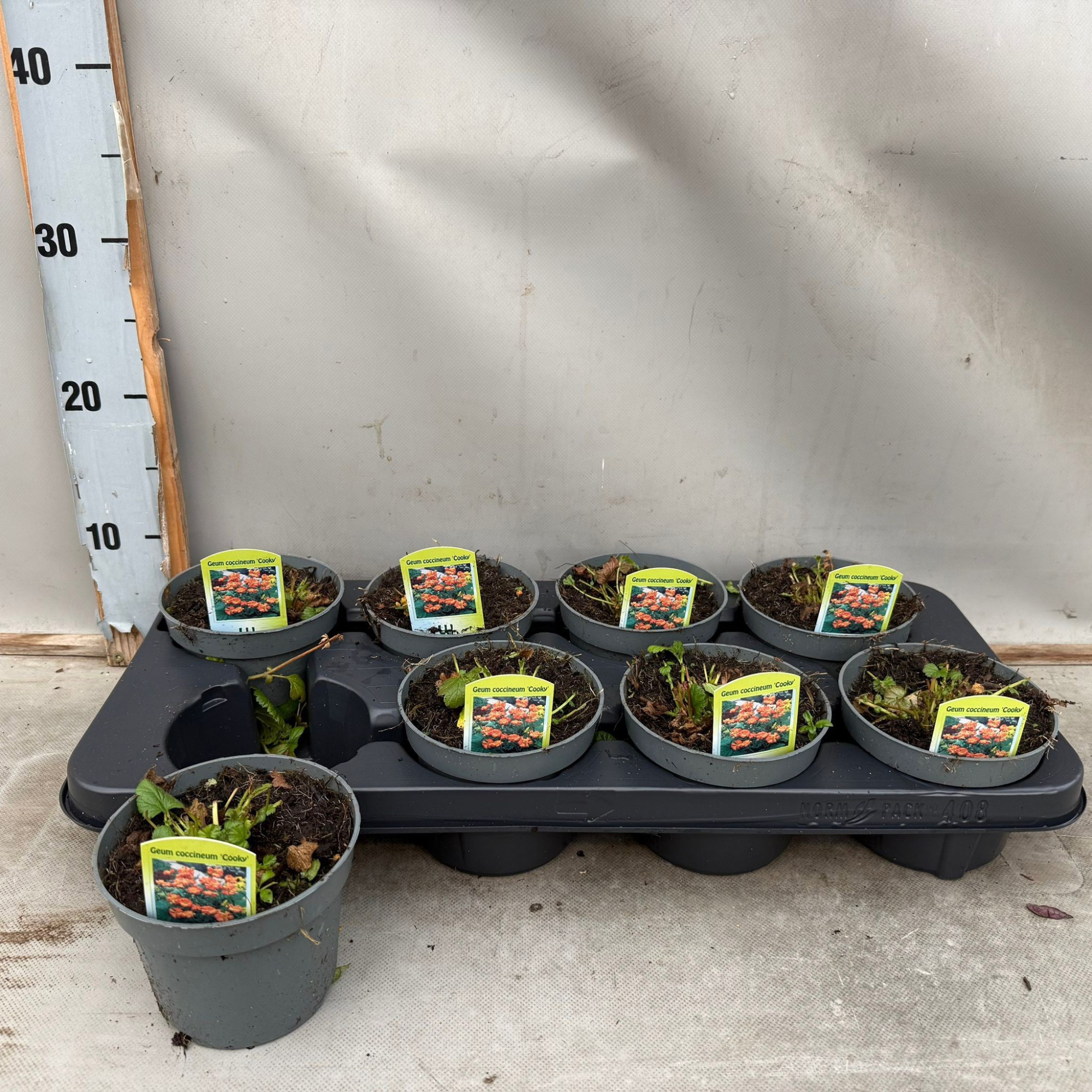 Geum coccineum, D 12