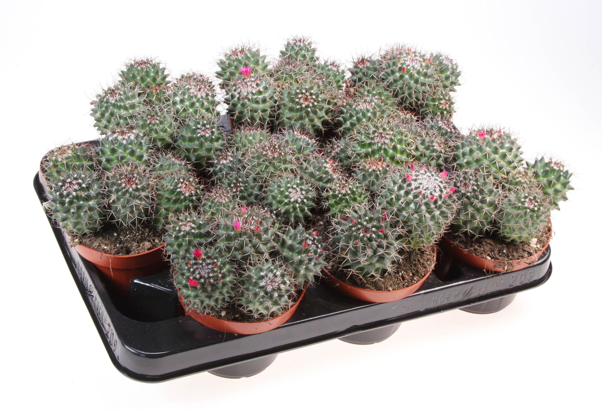 Mammillaria hildagensis, D 10,5