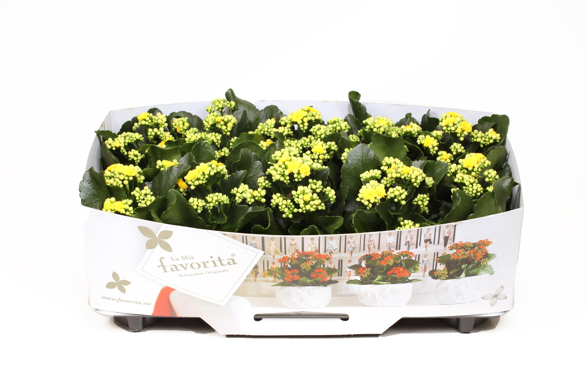 Kalanchoe Double Deluxe Yellow No Sleeve, D 10,5
