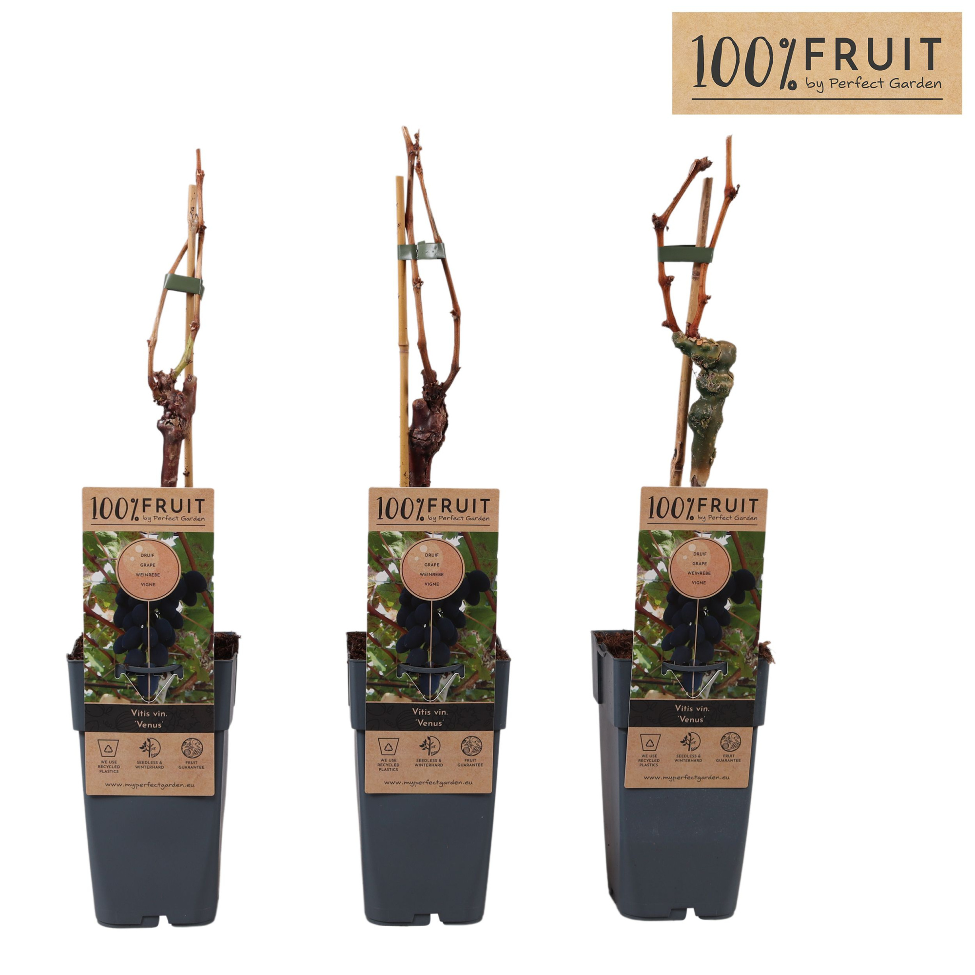 Vitis Venus (geënt) P15, D 15