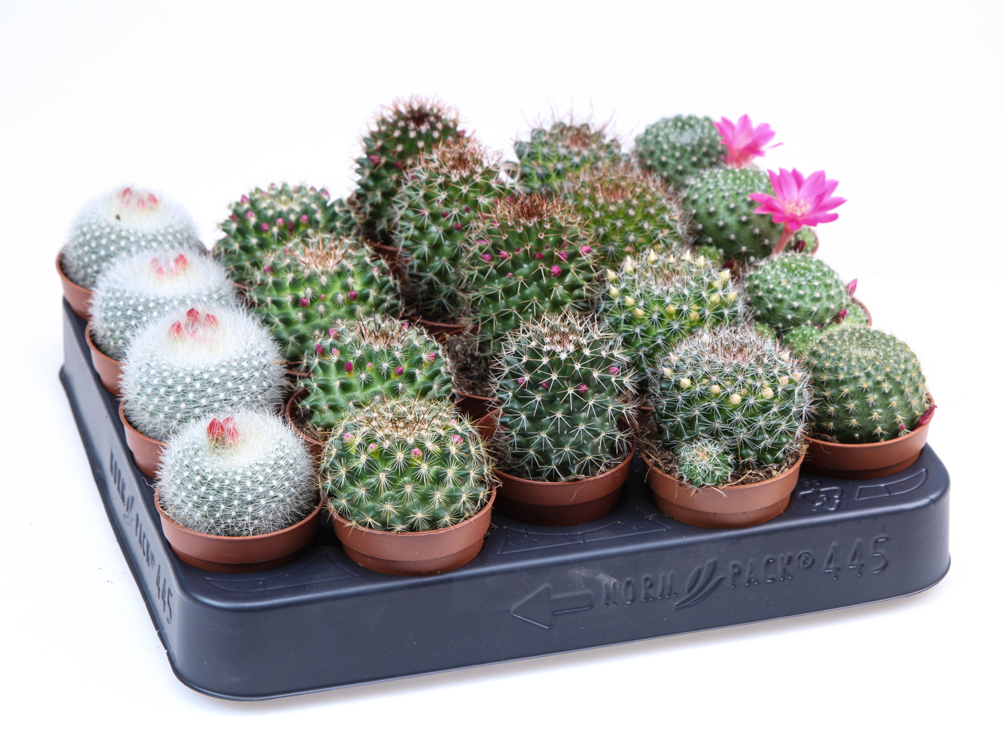 Mammillaria bloei mix, D 5,5