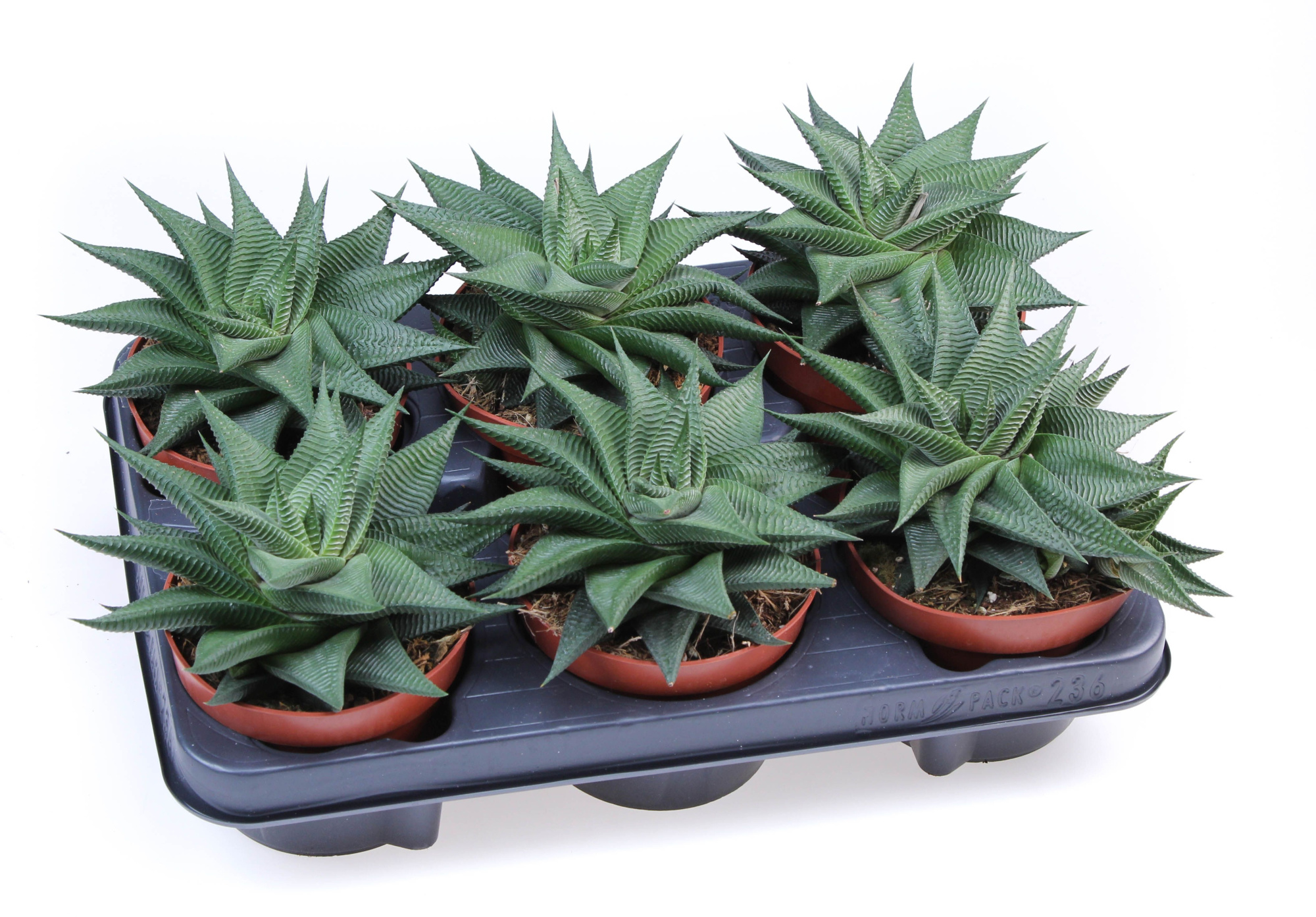 Haworthia twister, D 12