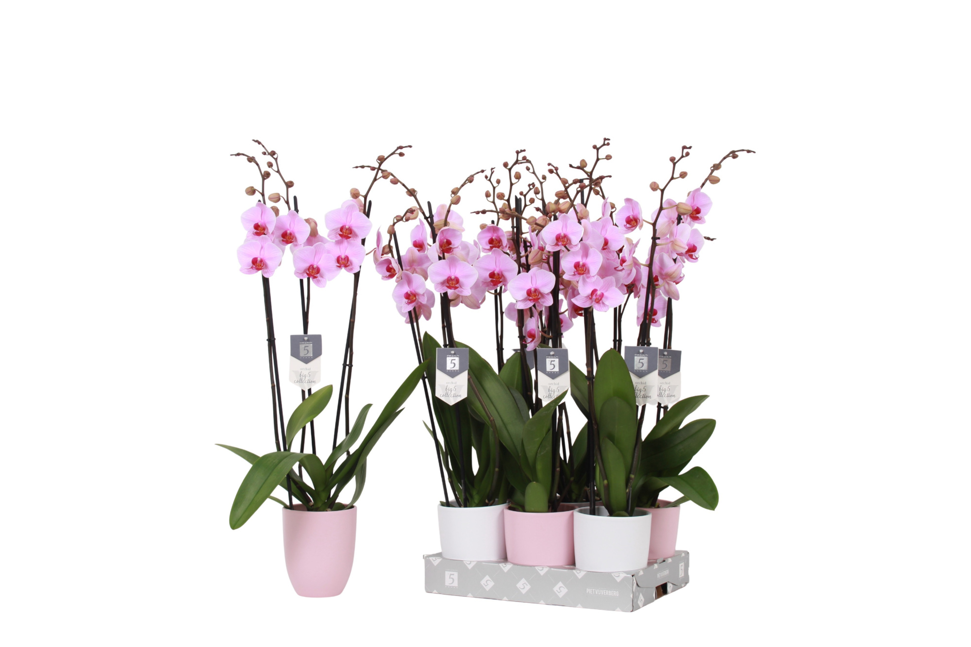 Phalaenopsis Washington, 3-spike 22+ Pink and White Ceramics, D 12
