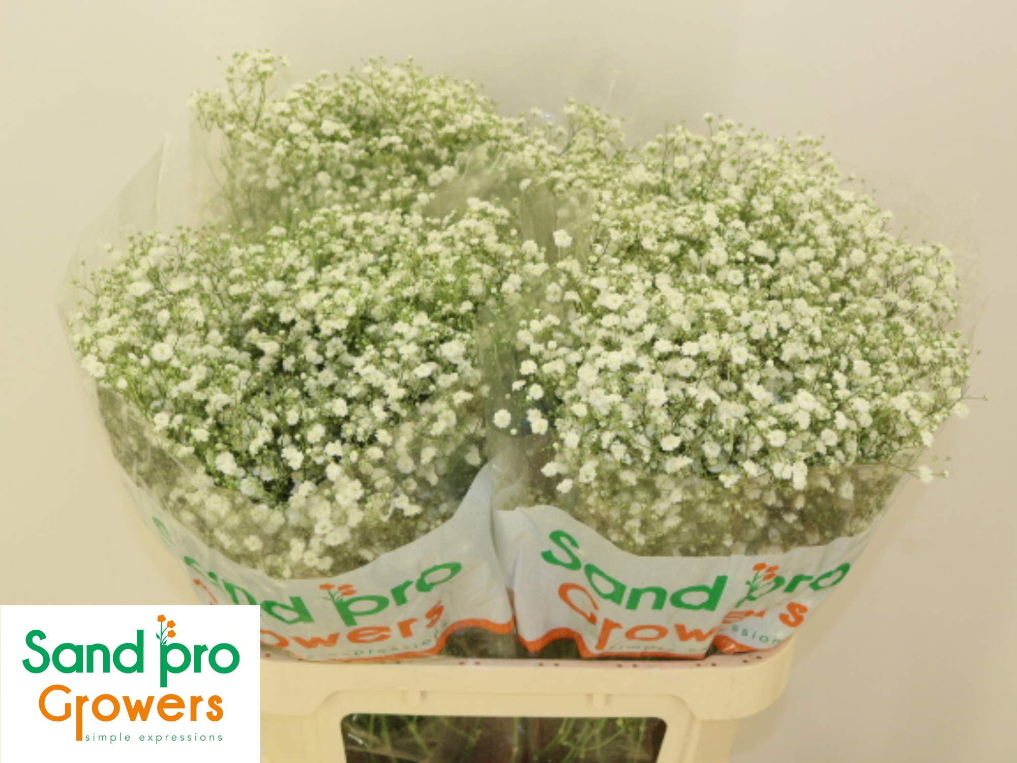 Гипсофила Экселенс 80 (бел.), шт.