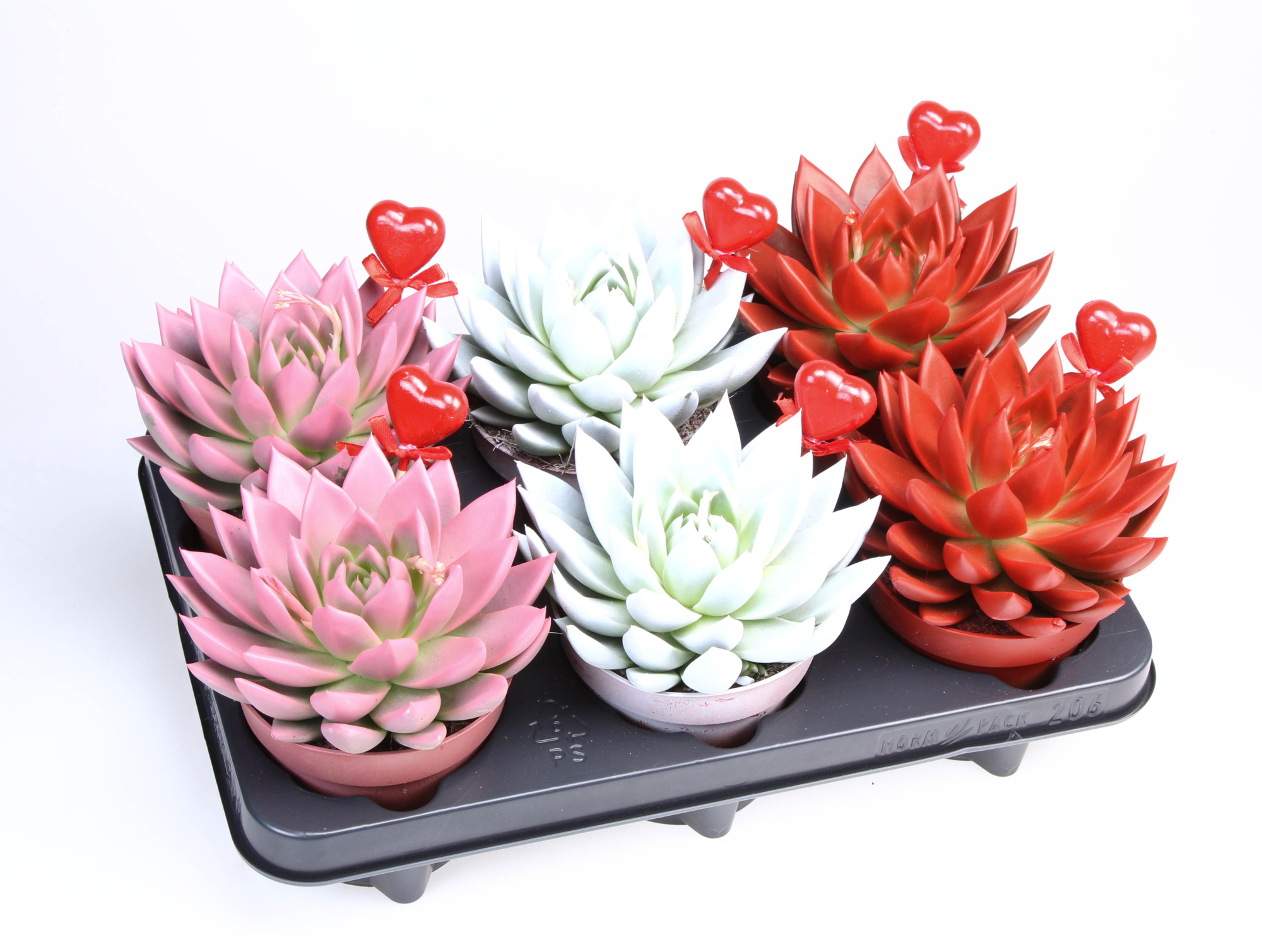 Miranda rainbow + hartje, D 12