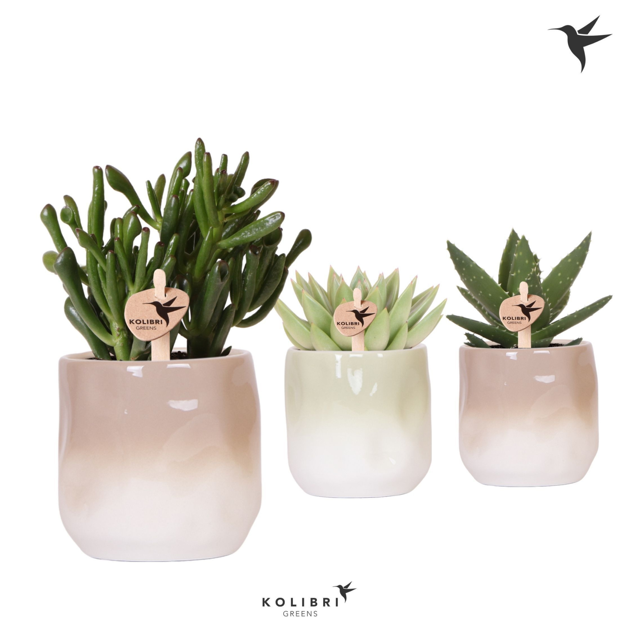 Kolibri Greens Succulenten mix in Gradience pot sand mix, D 9