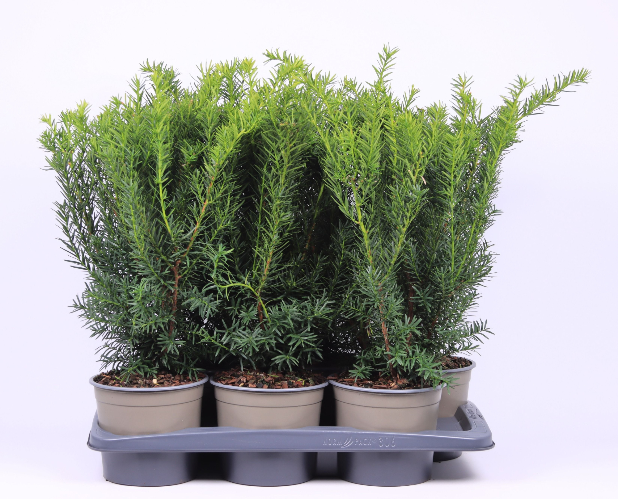 Taxus media 'Densiformis', D 17
