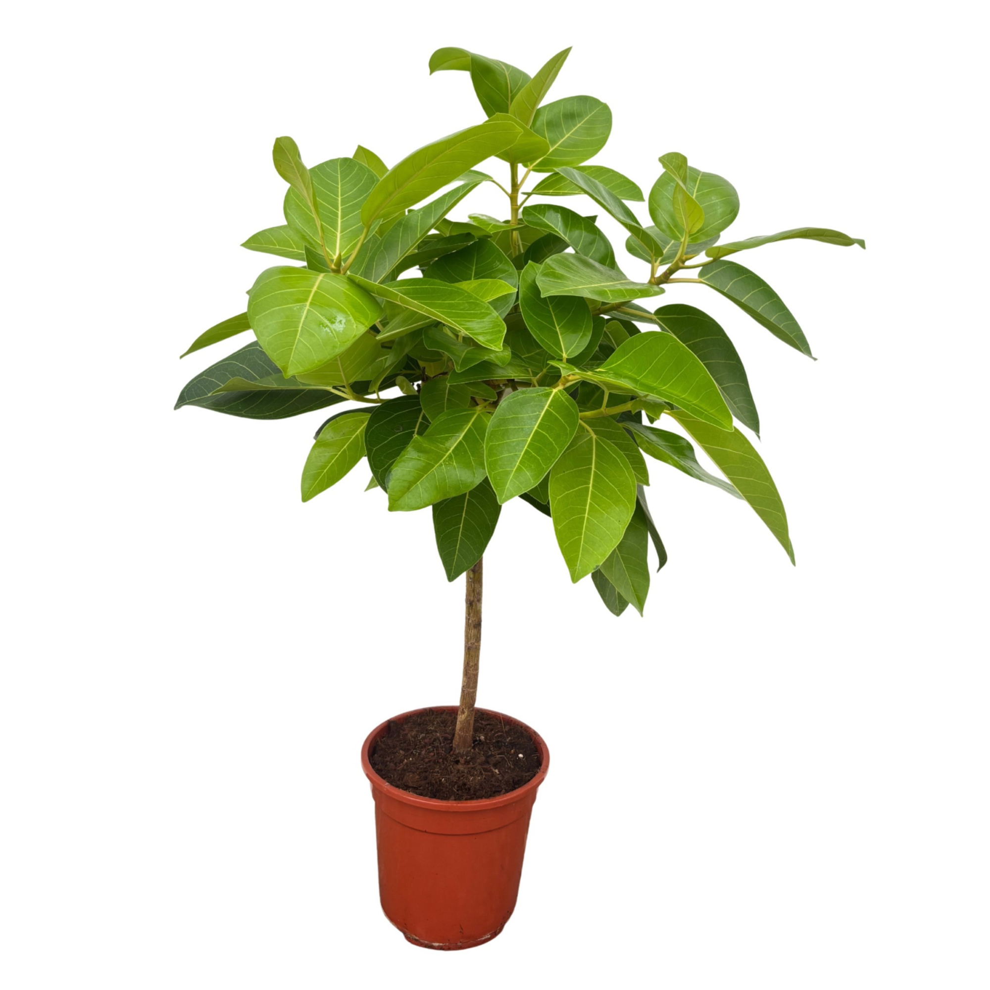 Ficus 'Altissima', D 21