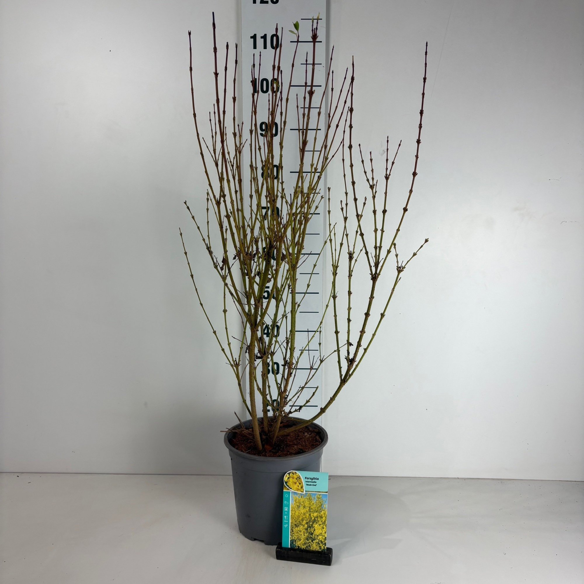 Forsythia intermedia Week-End, D 24