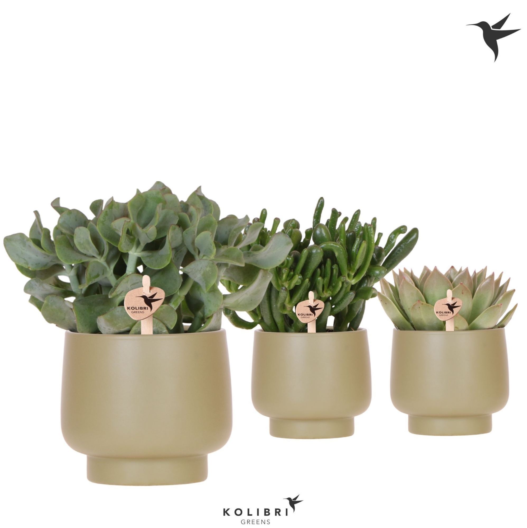 Kolibri Greens Succulenten mix in Scandic pot green, D 12