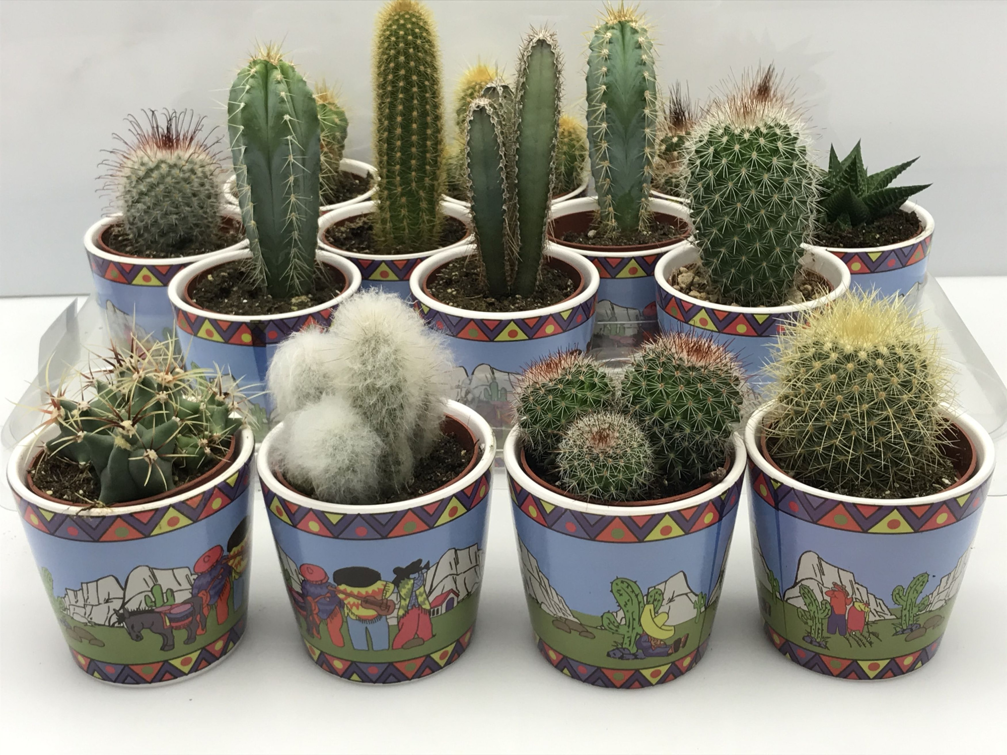 439 Gringo pot cactus 6,5 cm, D 8