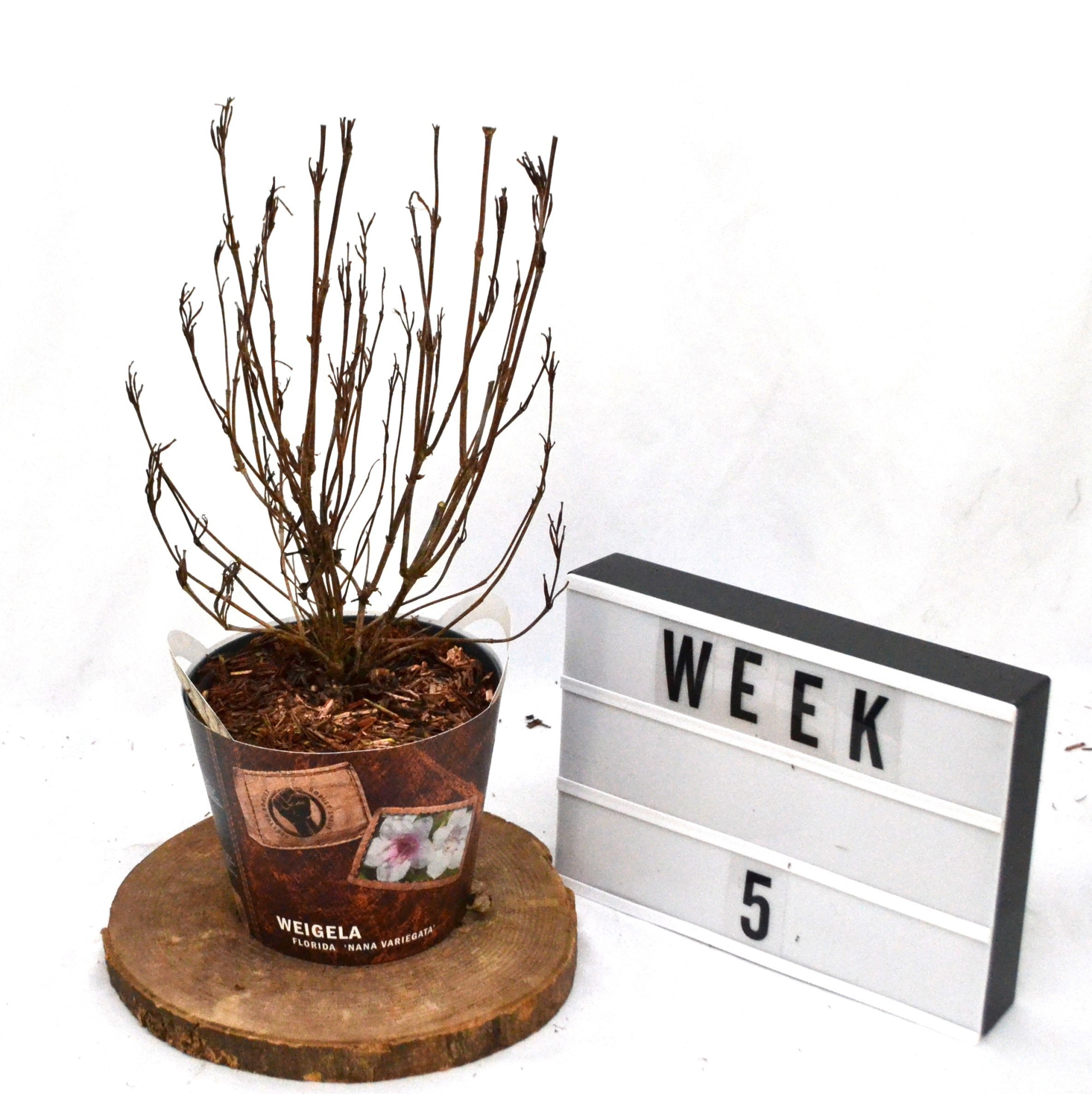 Weigela florida Nana Variegata C3, D 19