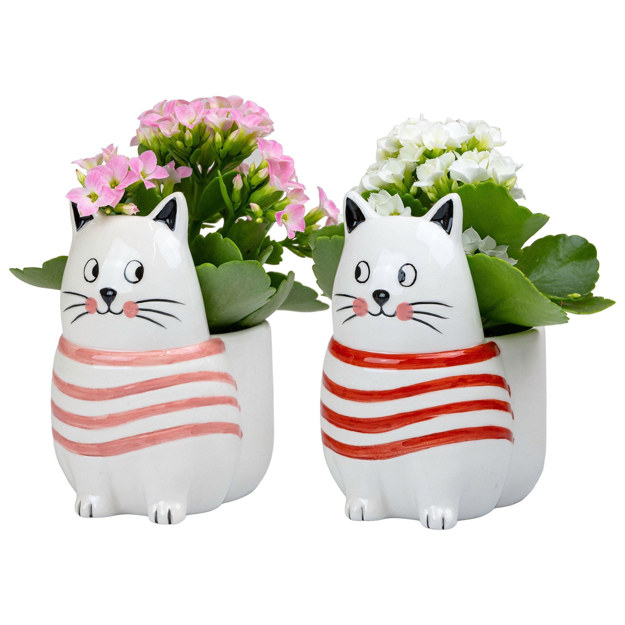 Purrfect Love with Kalanchoe, D 6