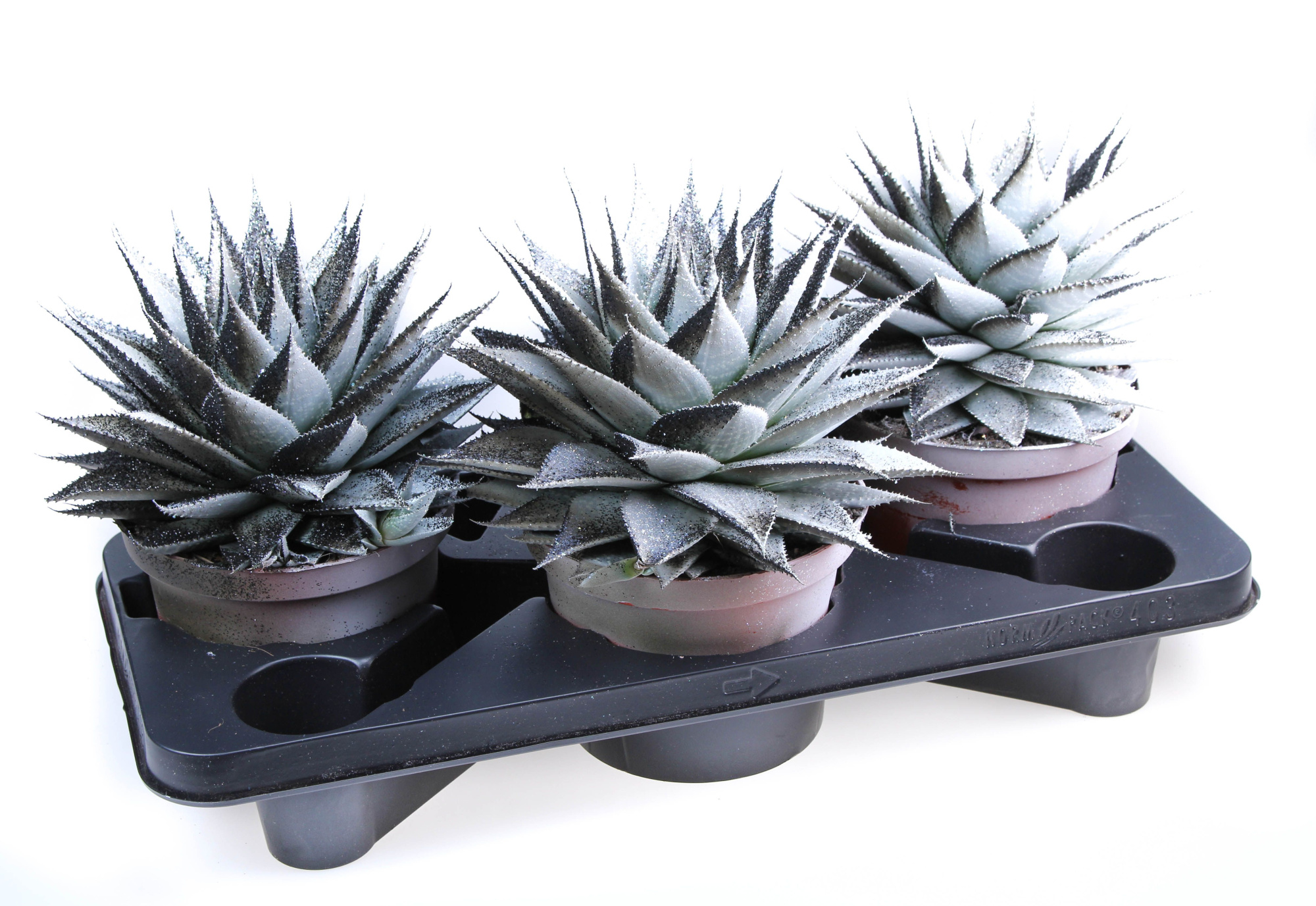 Aloe black&white + glitter, D 17