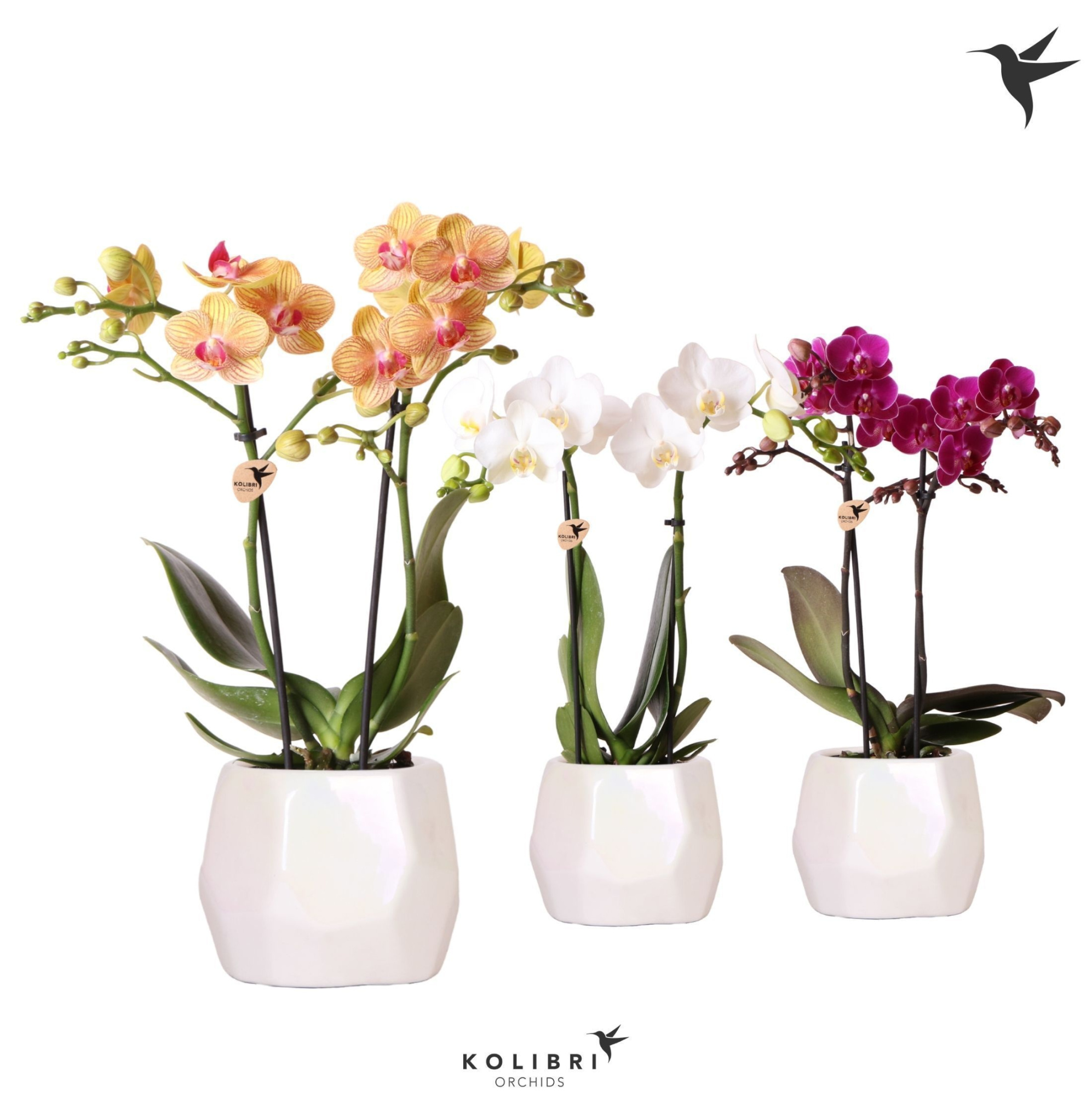Kolibri Orchids Phalaenopsis mix 2 spike mix in Pearl travertin, D 9