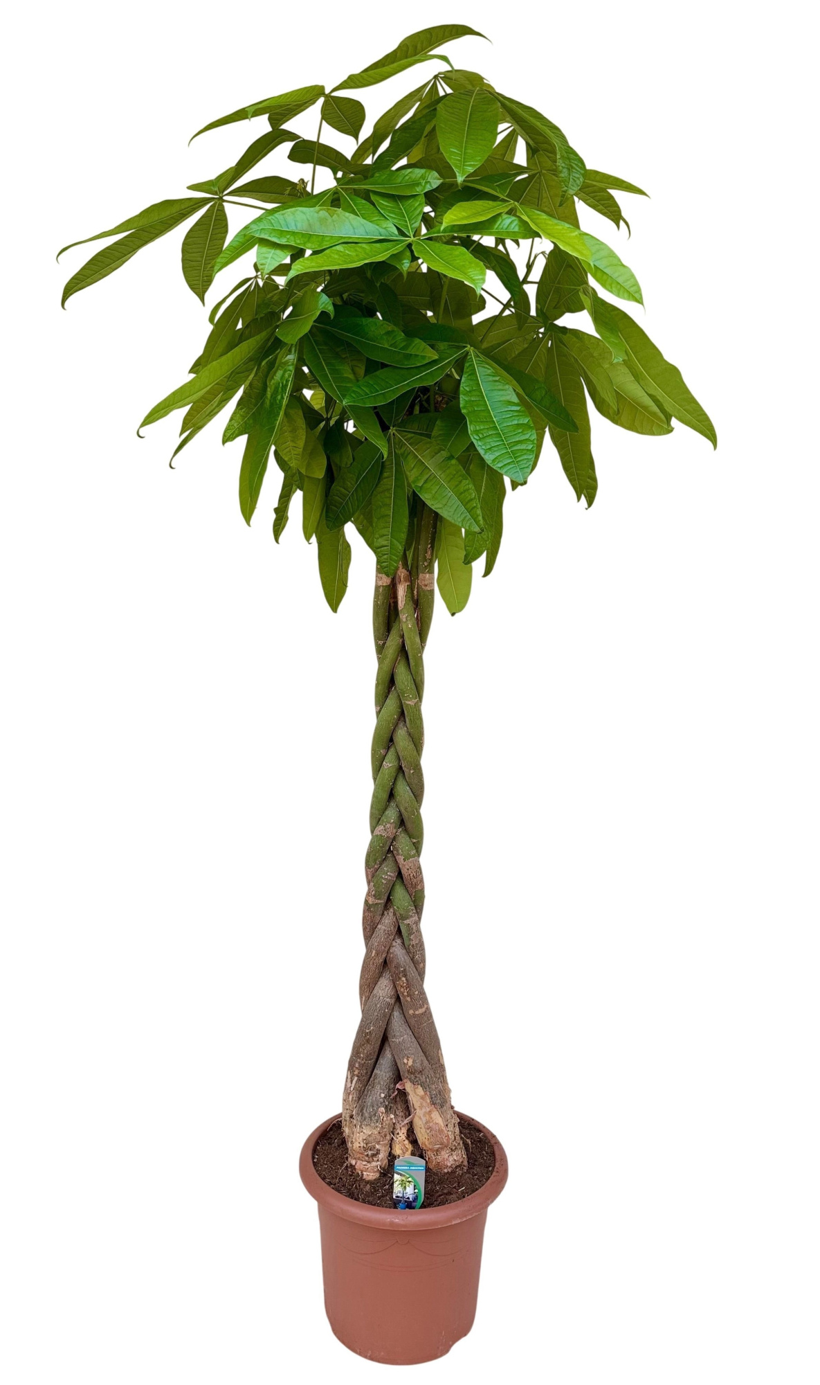 Pachira aquatica P40 H220, D 40