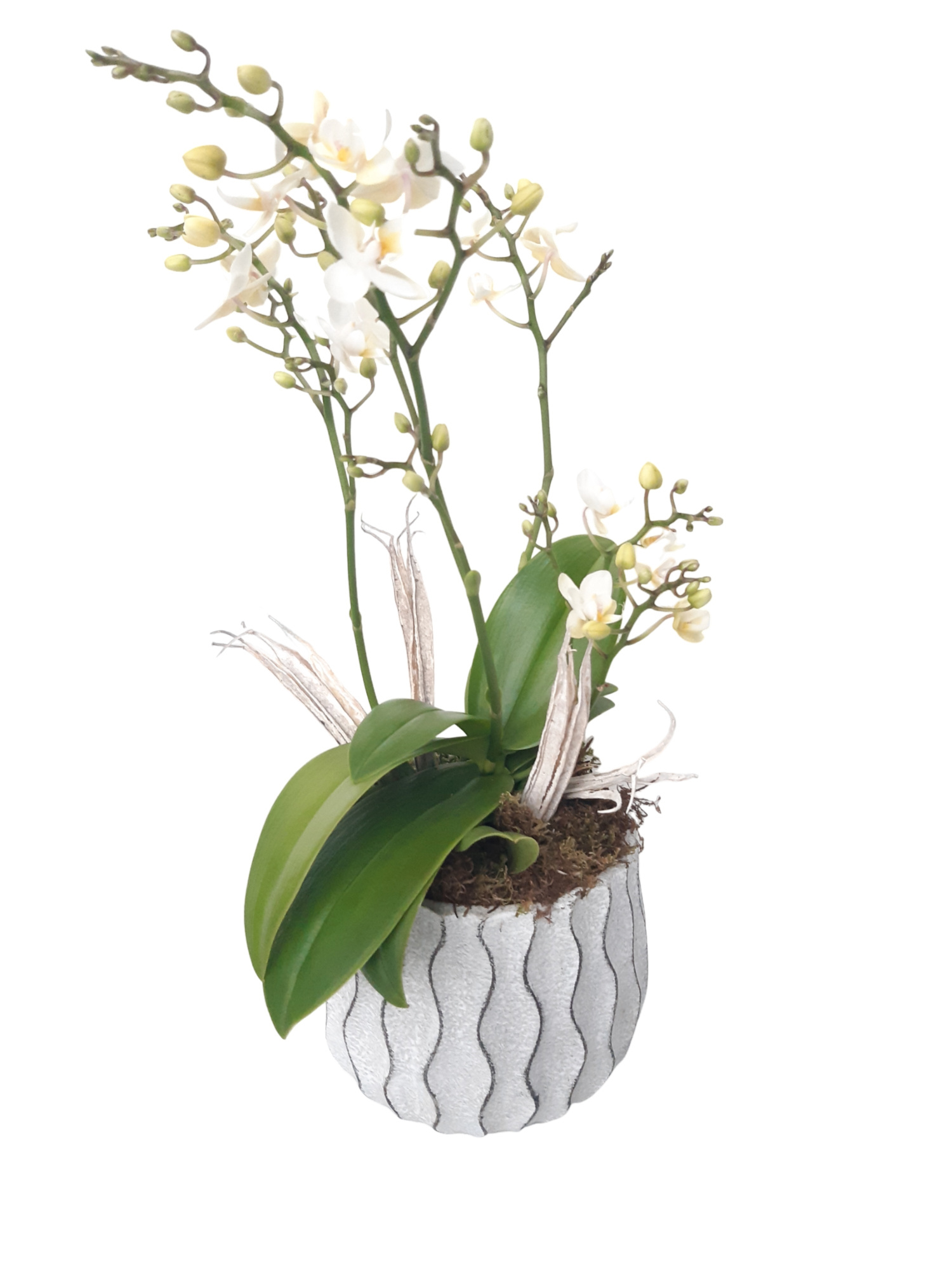 WP17PWO Wave Pot Cement 17cm Phalaenopsis Wild Orchids, D 17