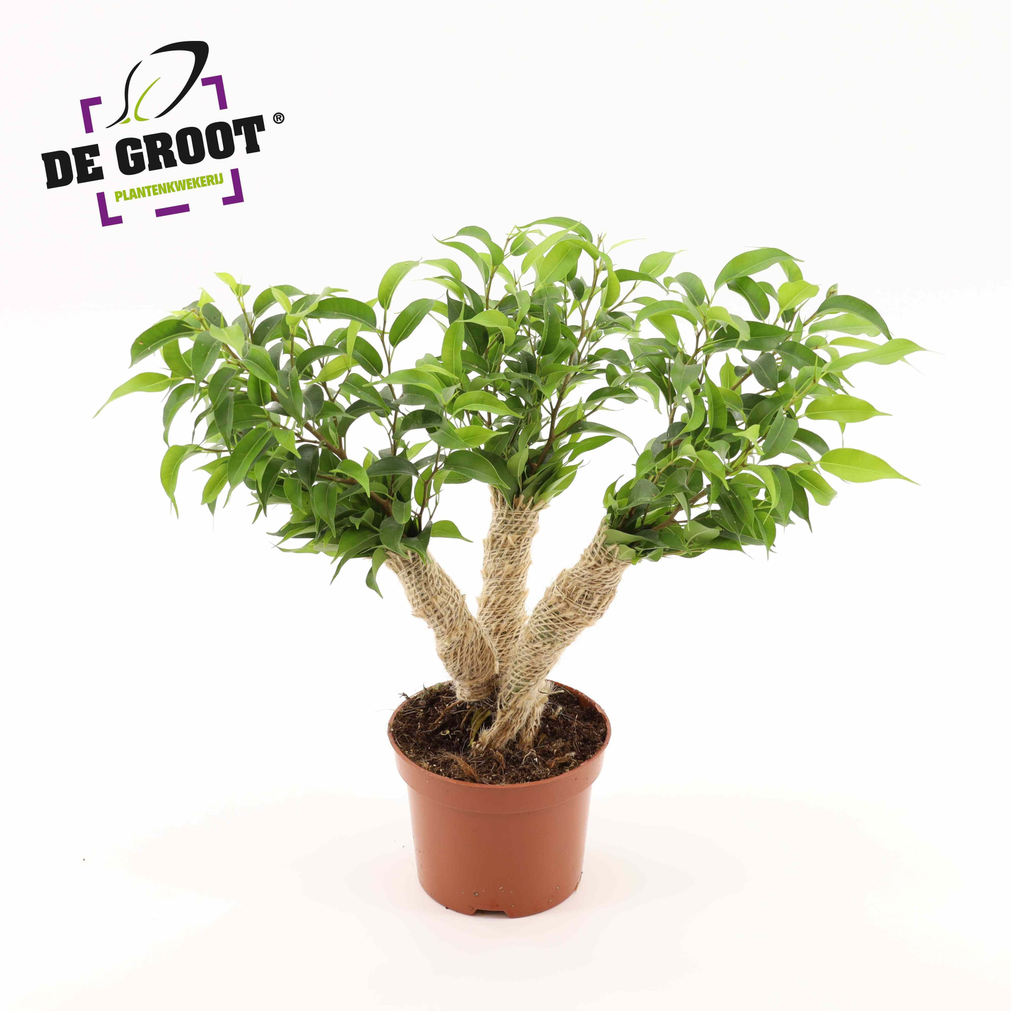 Ficus Crazy Tree, D 12