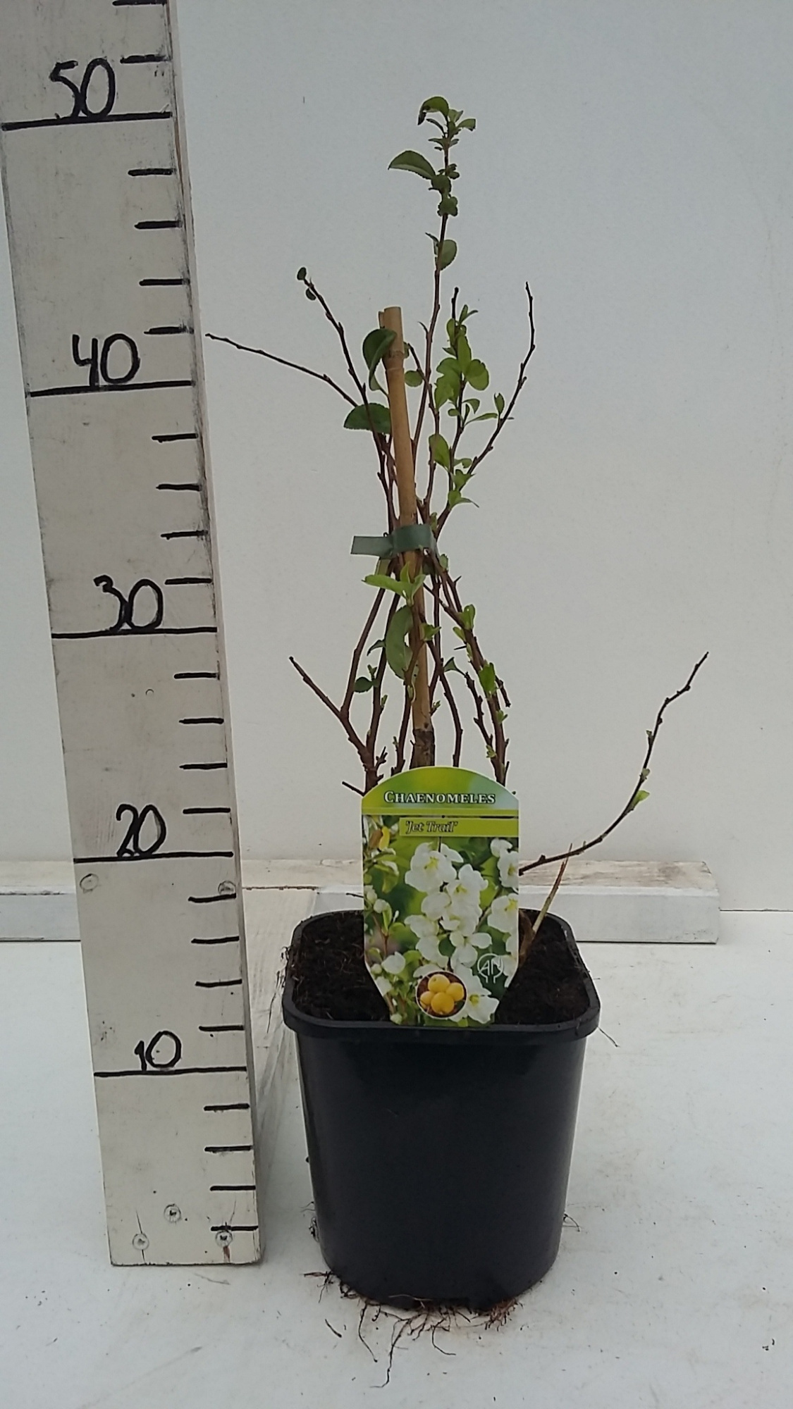 Chaenomeles x superba 'Jet Trail', D 17