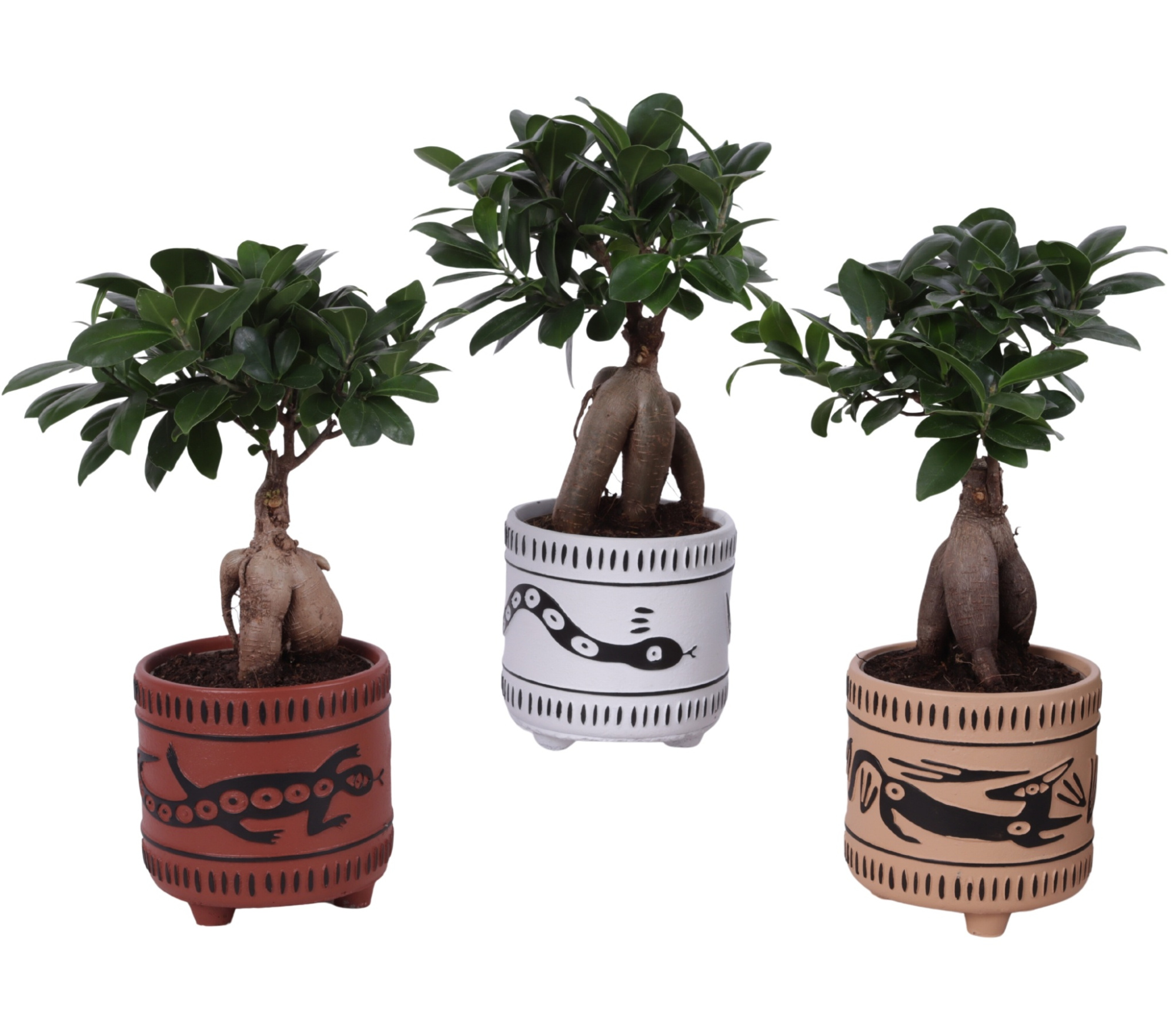 Ficus m. Ginseng Ball Shape Ø12cm in Ø14cm Ceramic EV664, D 14