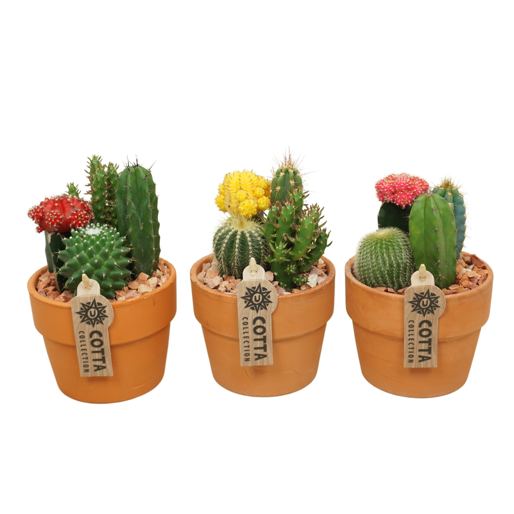Cactus-Gymno arrangement in 12 cm 'Terracotta Kraagpot', D 12