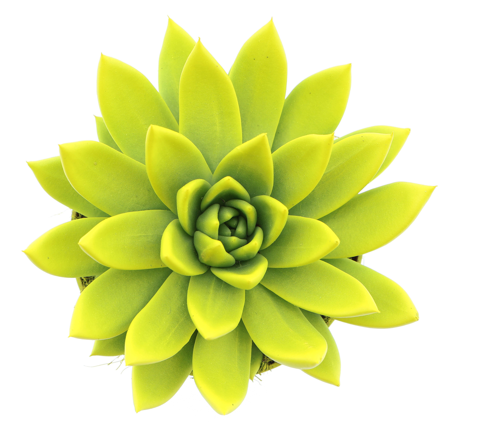 Rainbow yellow, D 12