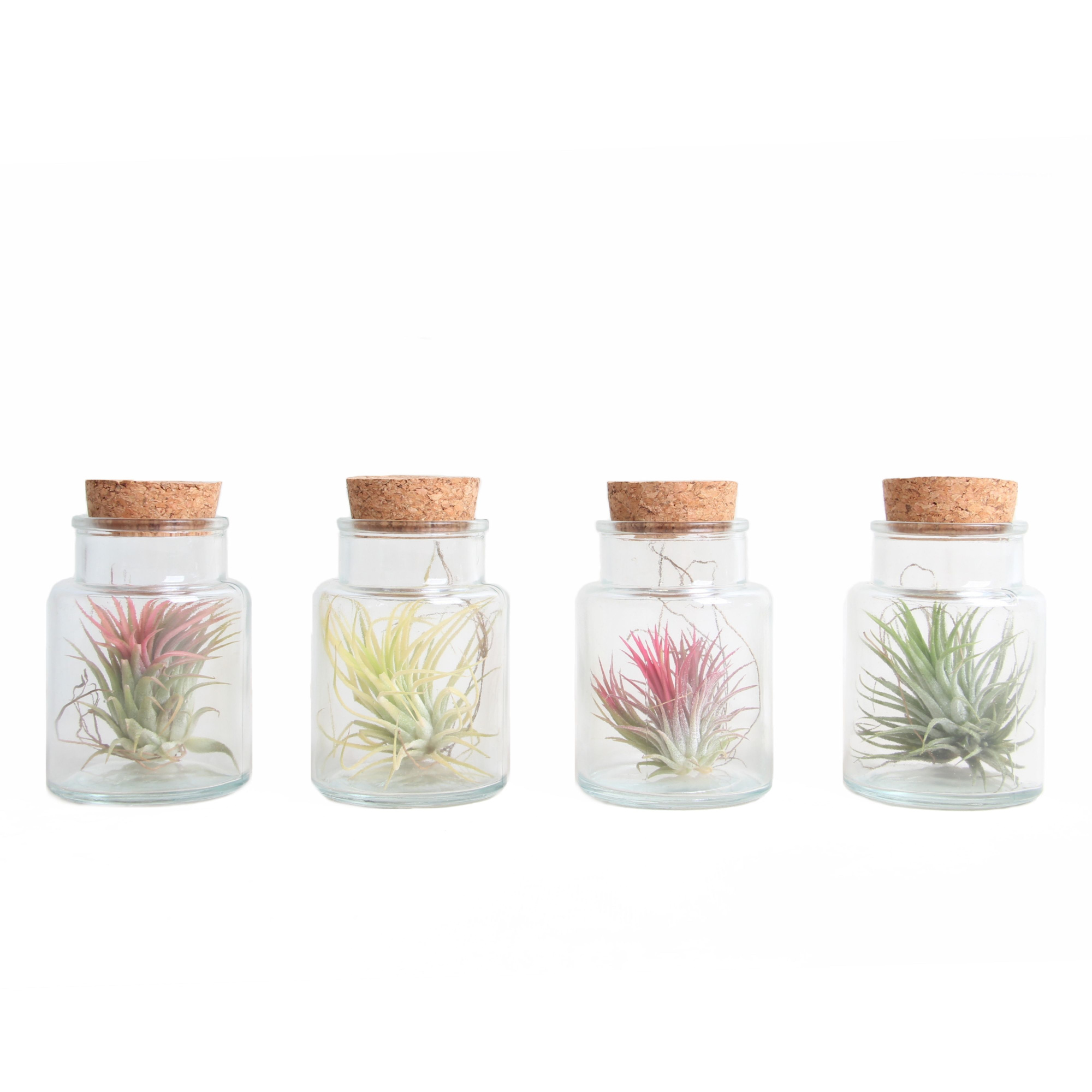 Tillandsia Ionantha in Glas met Dop, D 7