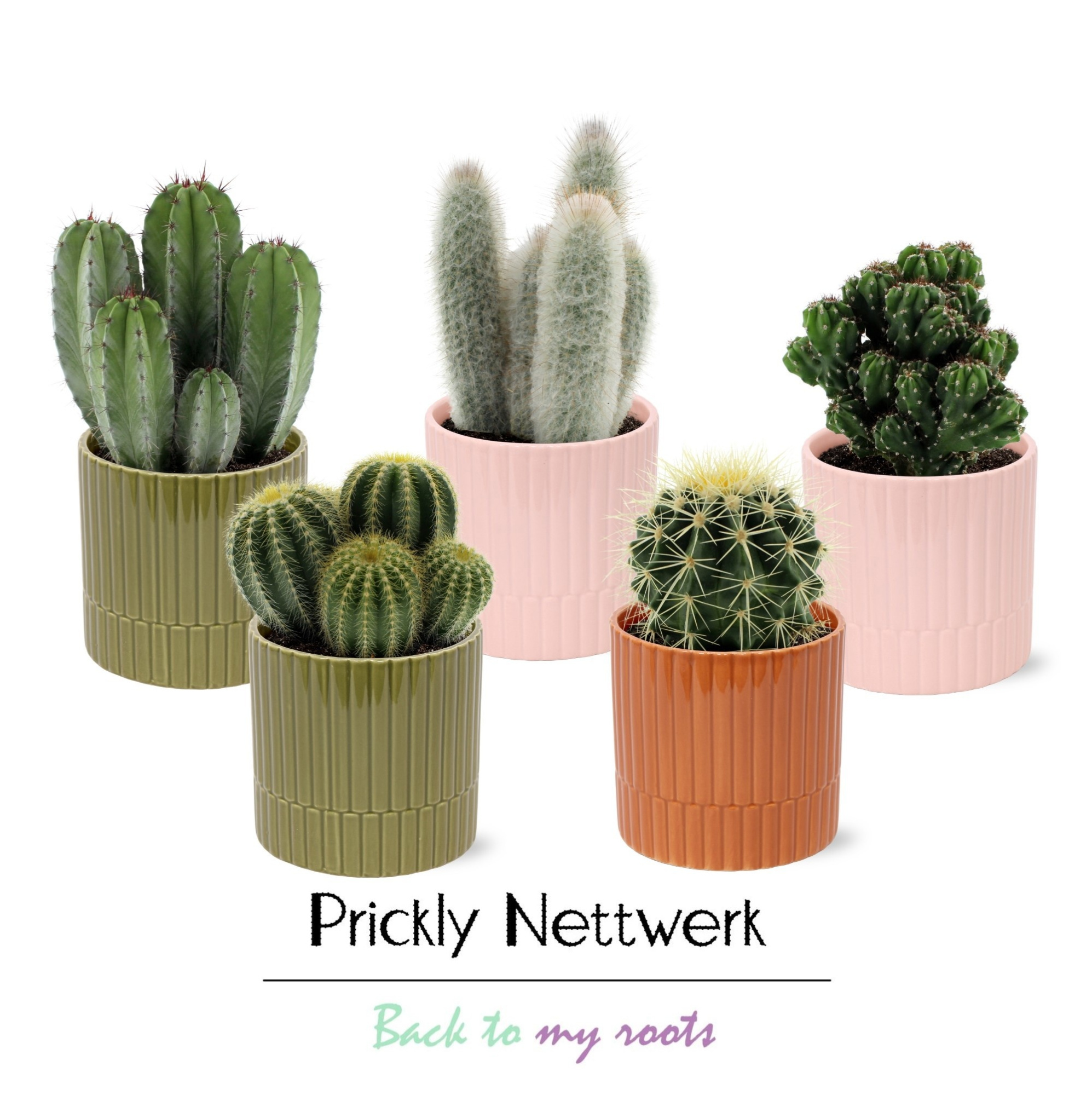 Cactus 12 cm in gekleurde sierpot Xiamen, D 13