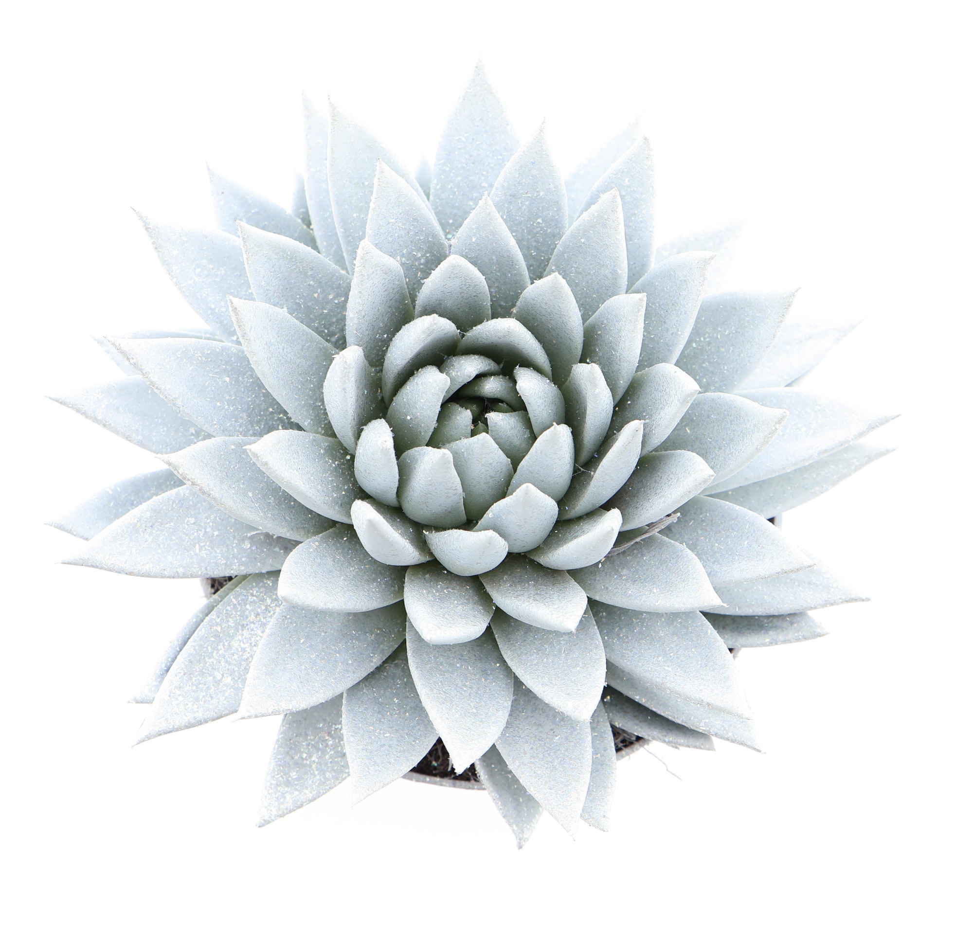 Miranda parelmoer + glitter, D 17