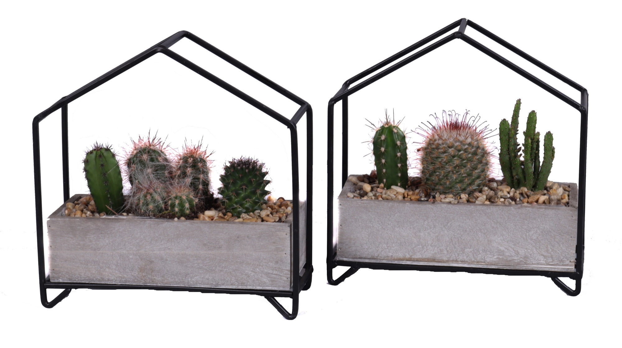 3x cactus mix in metalen huisplanter, D 21