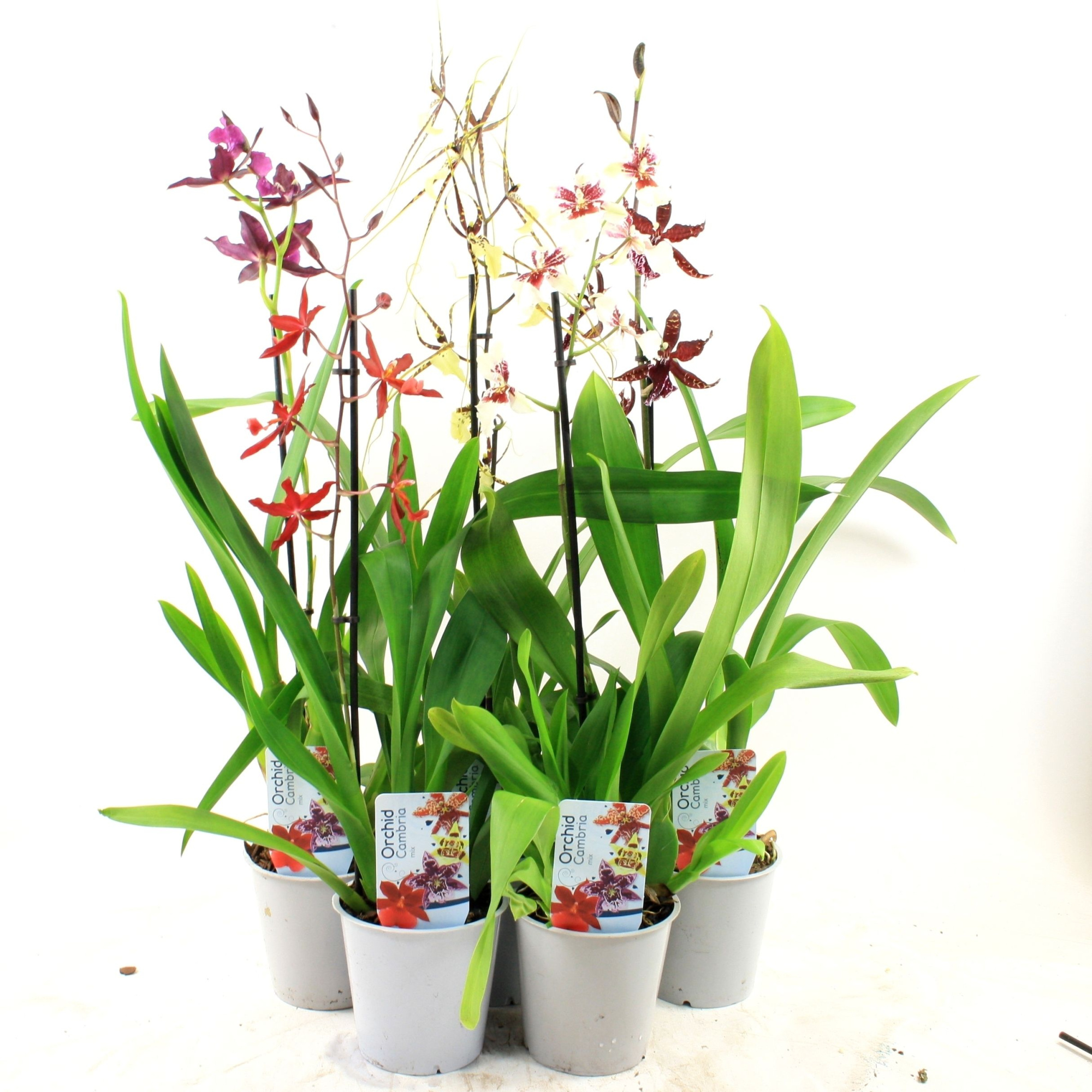 Cambria mix lang, D 12