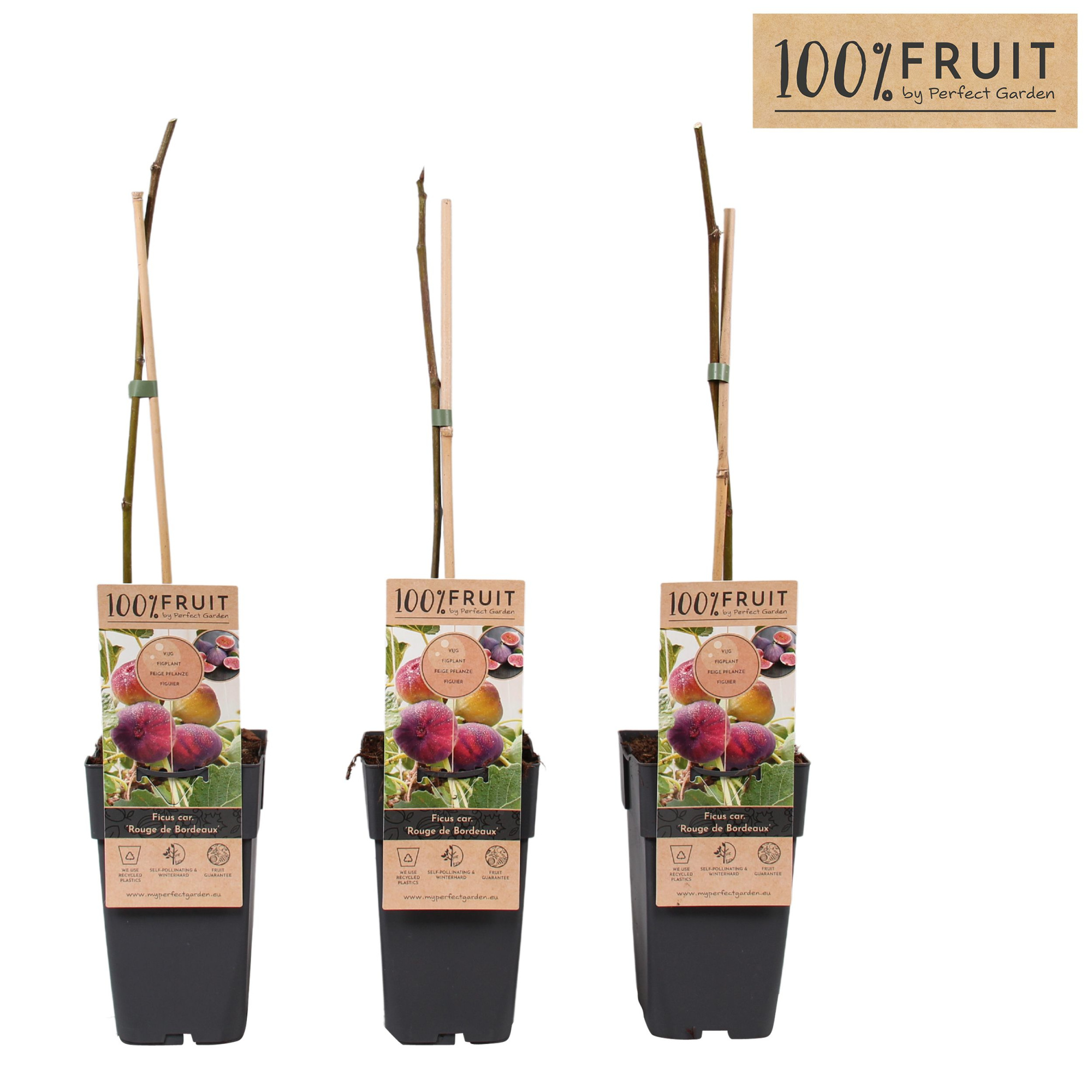 Ficus Rouge de Bordeaux P15, D 15