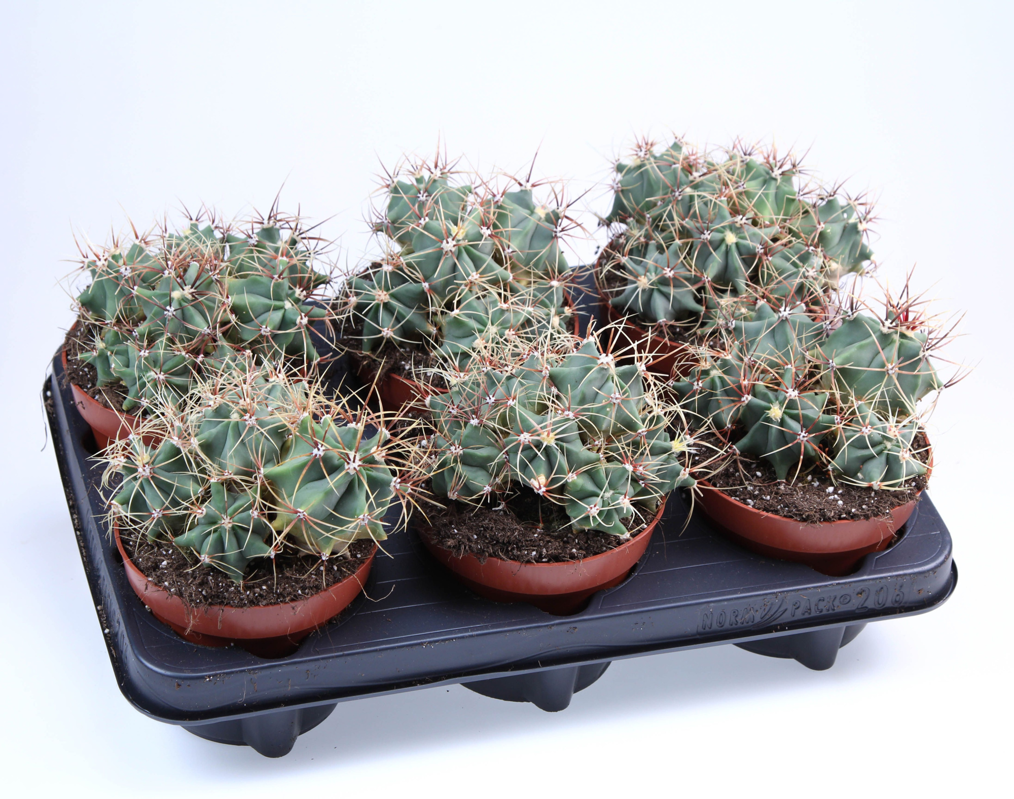 Ferocactus Electracanthus Dubbel, D 12