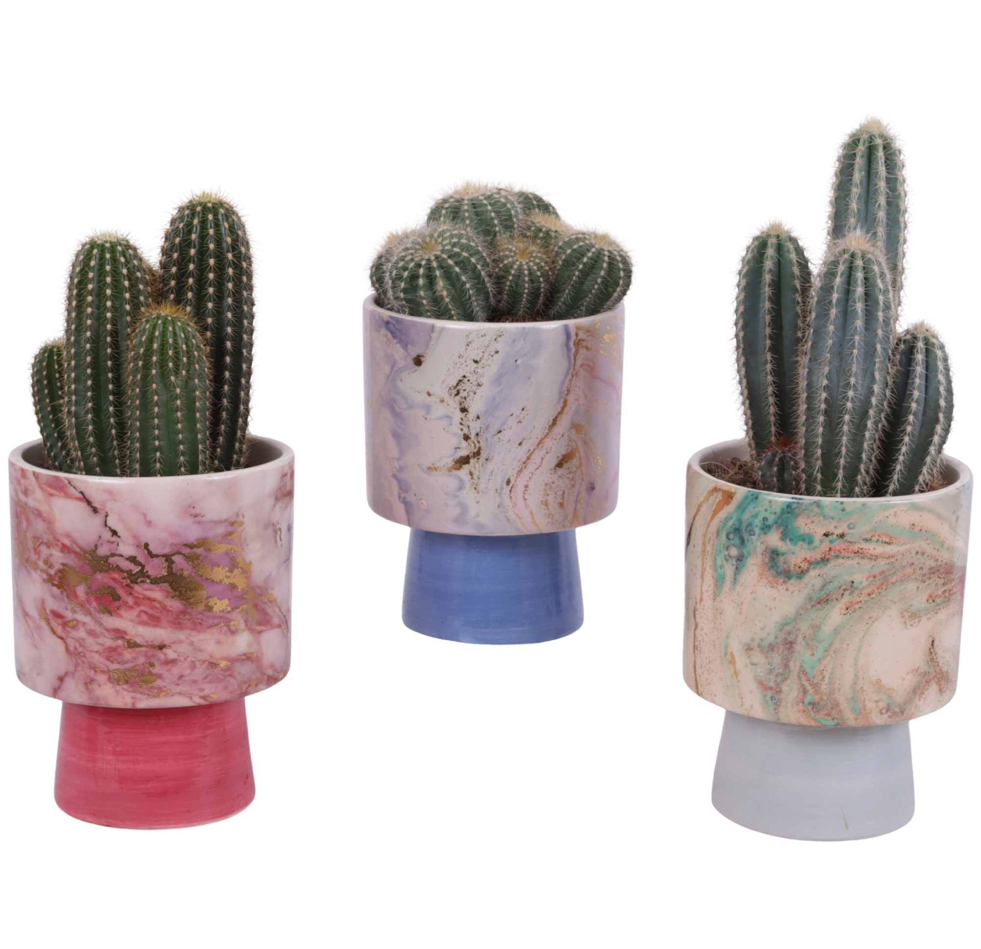 Cactus mix Ø12cm in Ø14cm Ceramic FB676, D 14