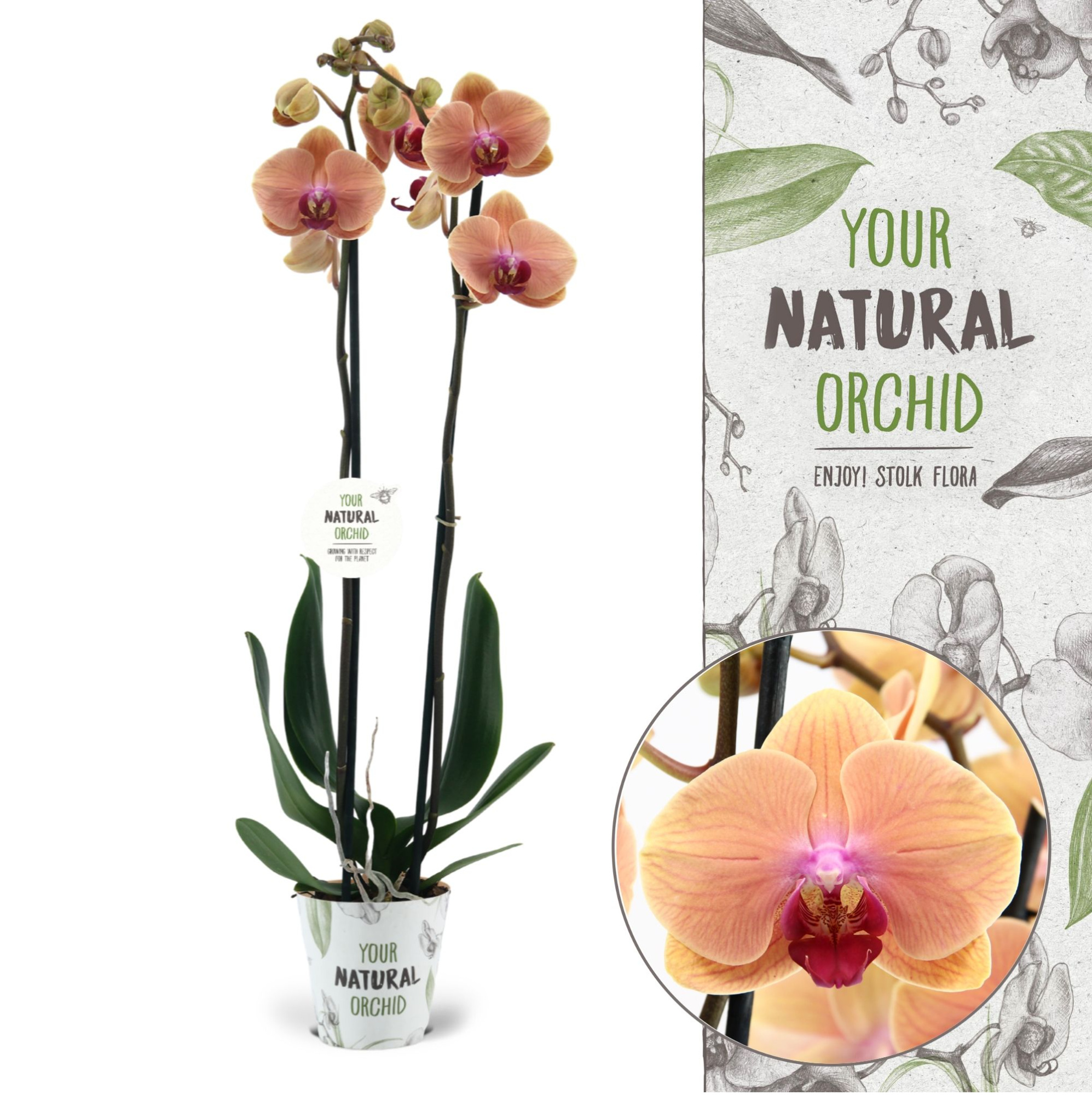 Your Natural Orchid | Caribbean Dream | Phalaenopsis 2 spike, D 12