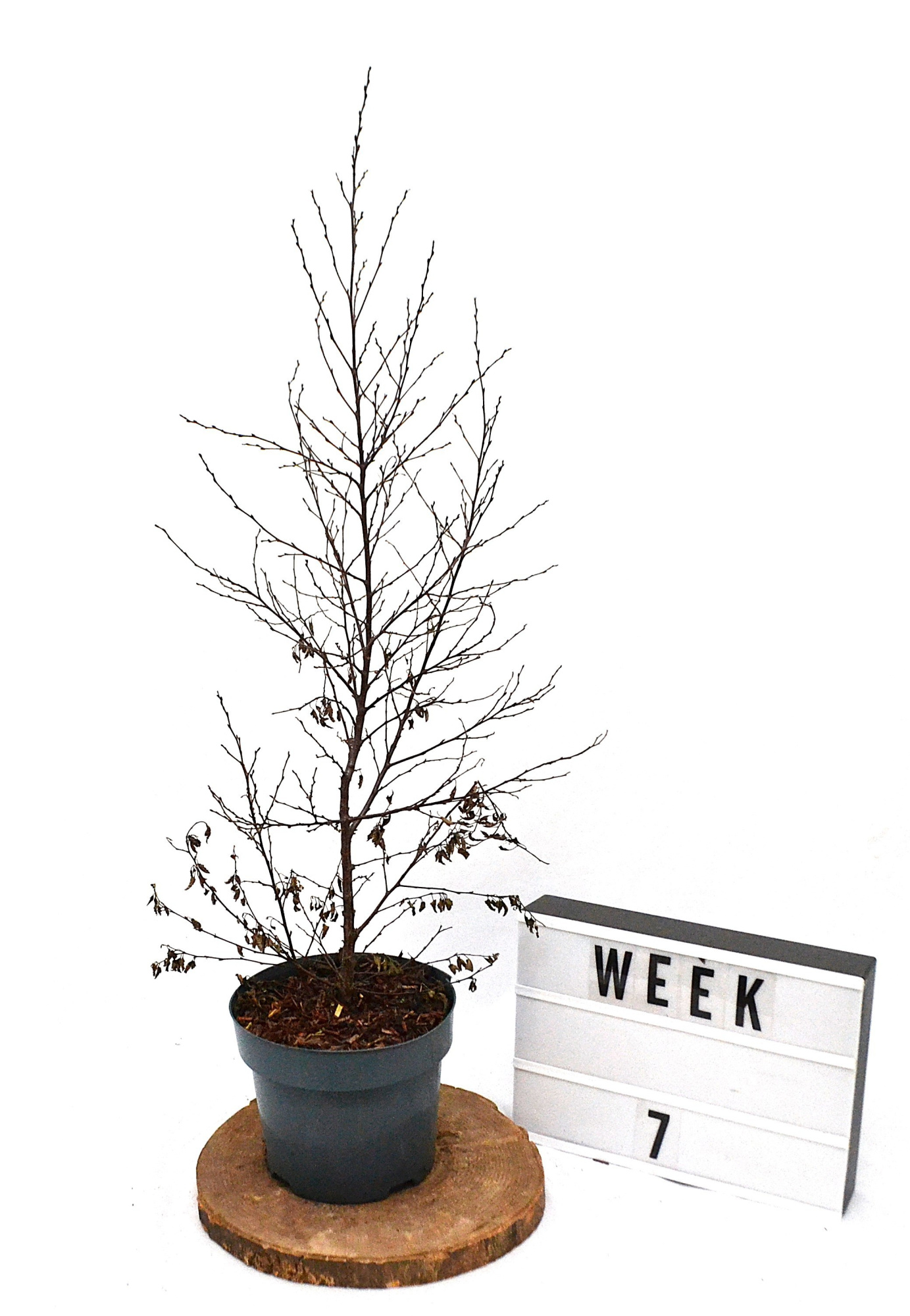 Betula Fuzzy Feathers 50-60 C3, D 19