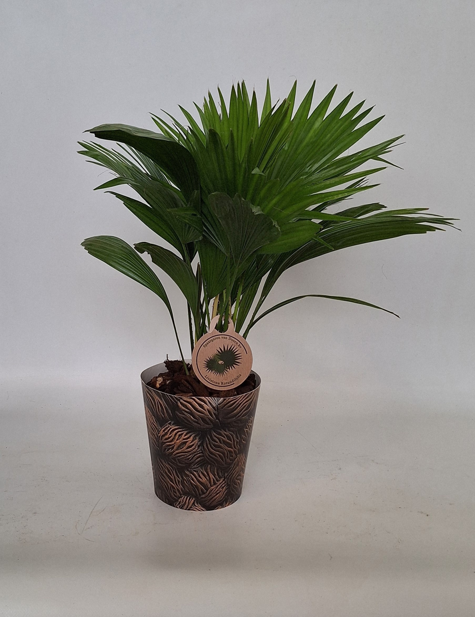Livistona in smartcup 14 cm notenprint, D 14